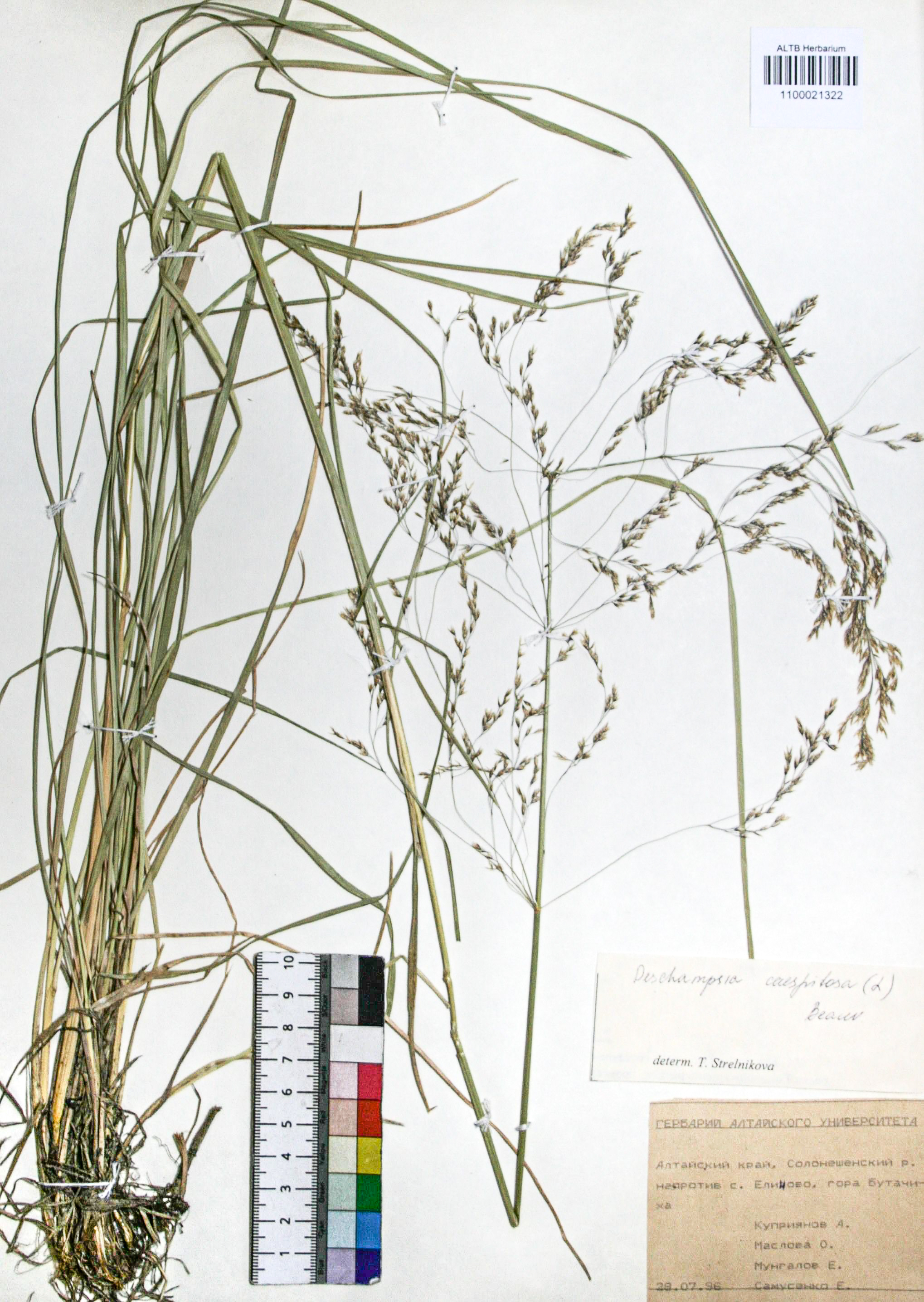 Deschampsia caespitosa (L.) Beauv.