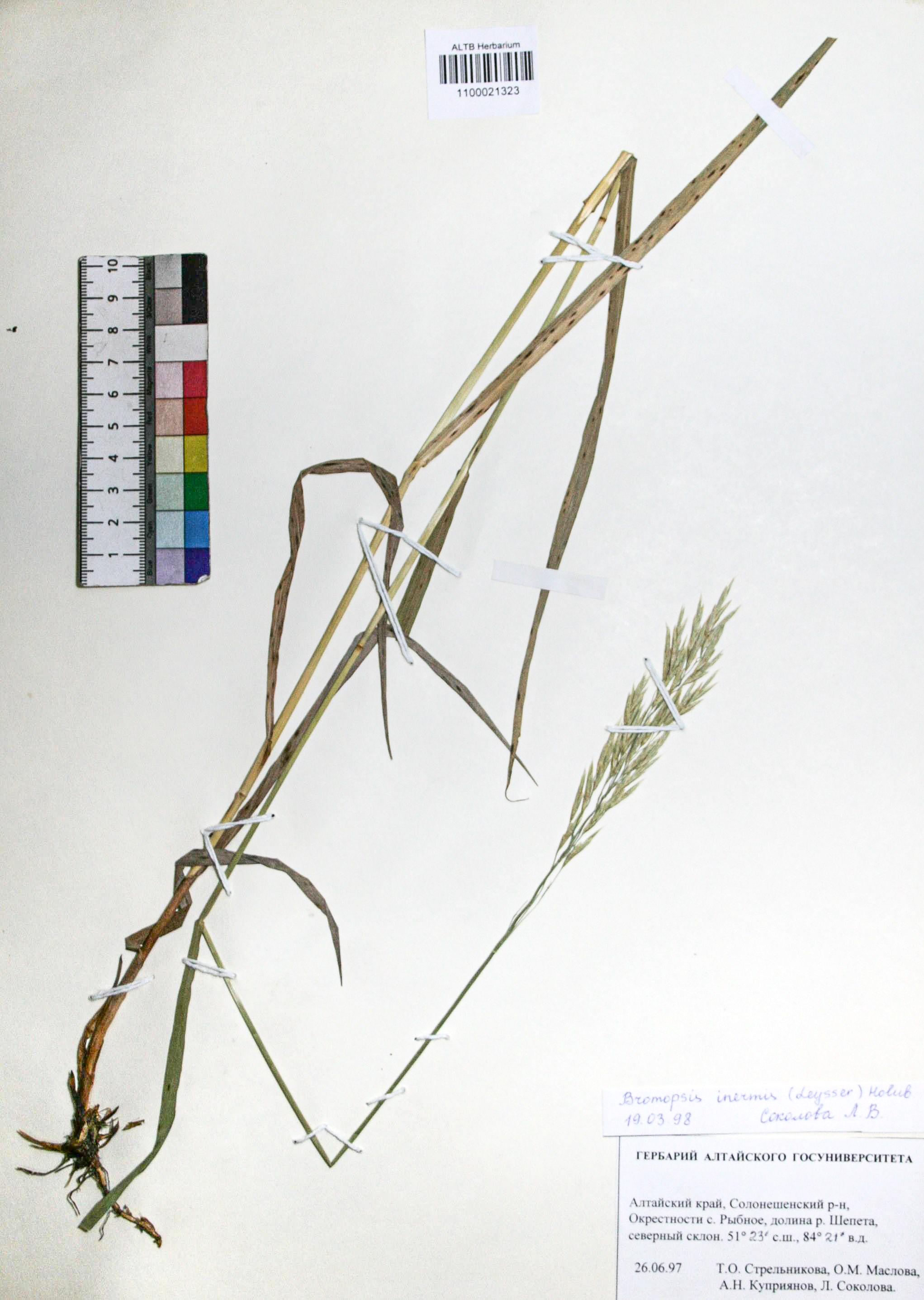 Bromopsis inermis (Leyss.) Holub. 