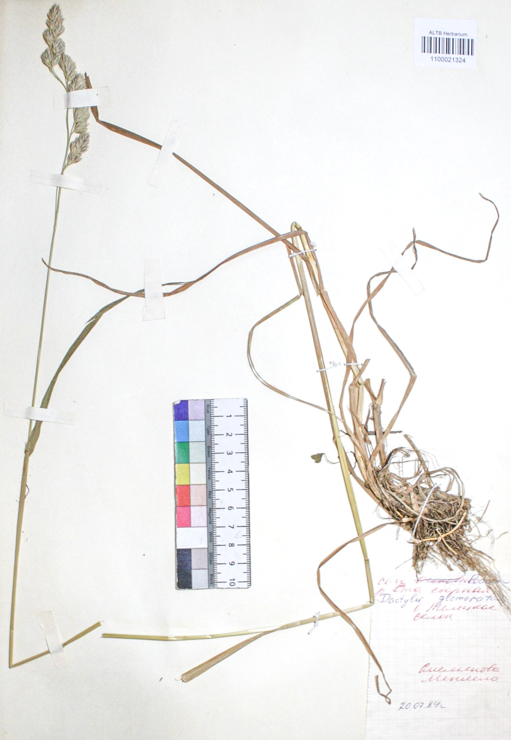 Dactylis glomerata L.