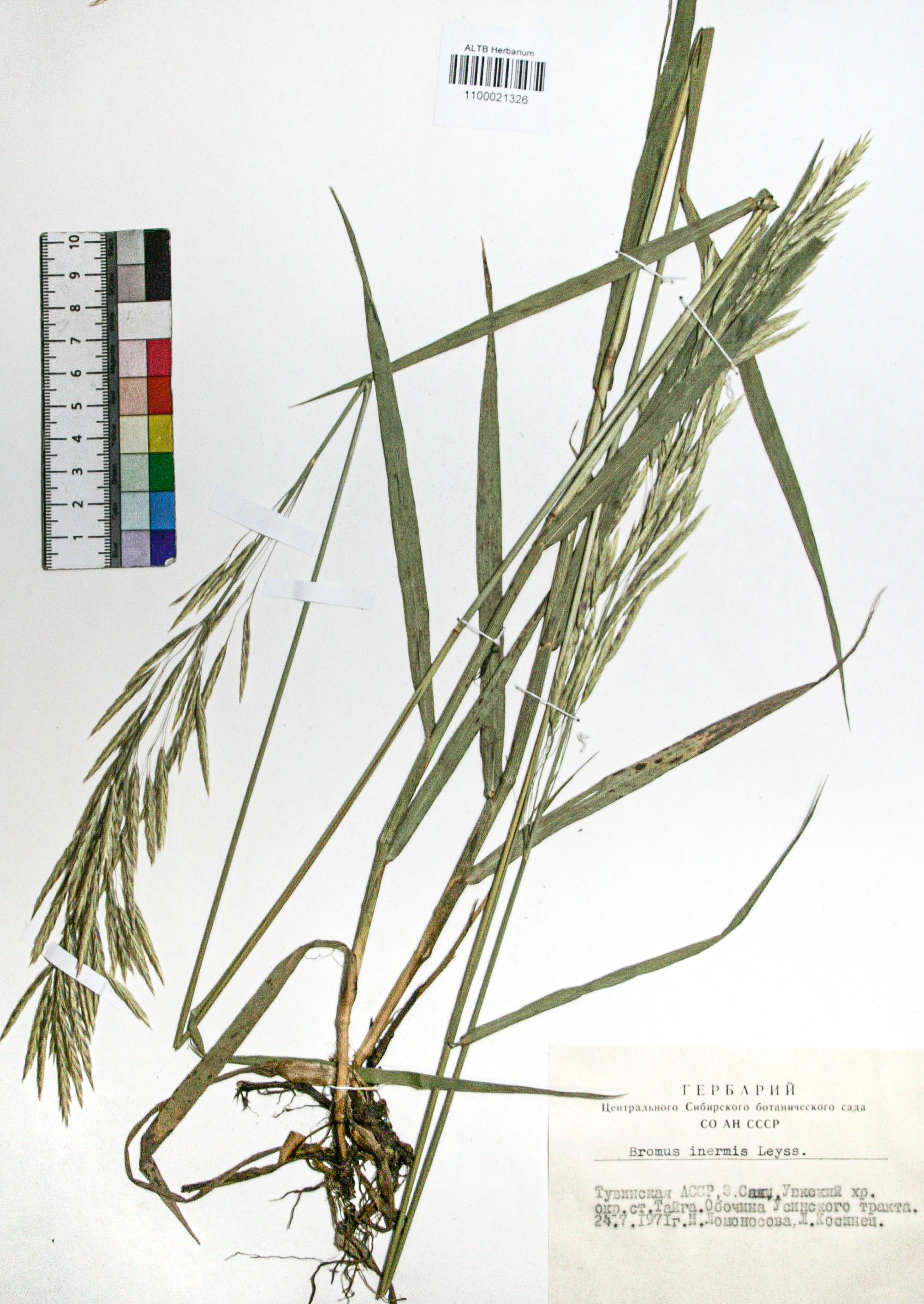 Bromopsis inermis (Leyss.) Holub. 