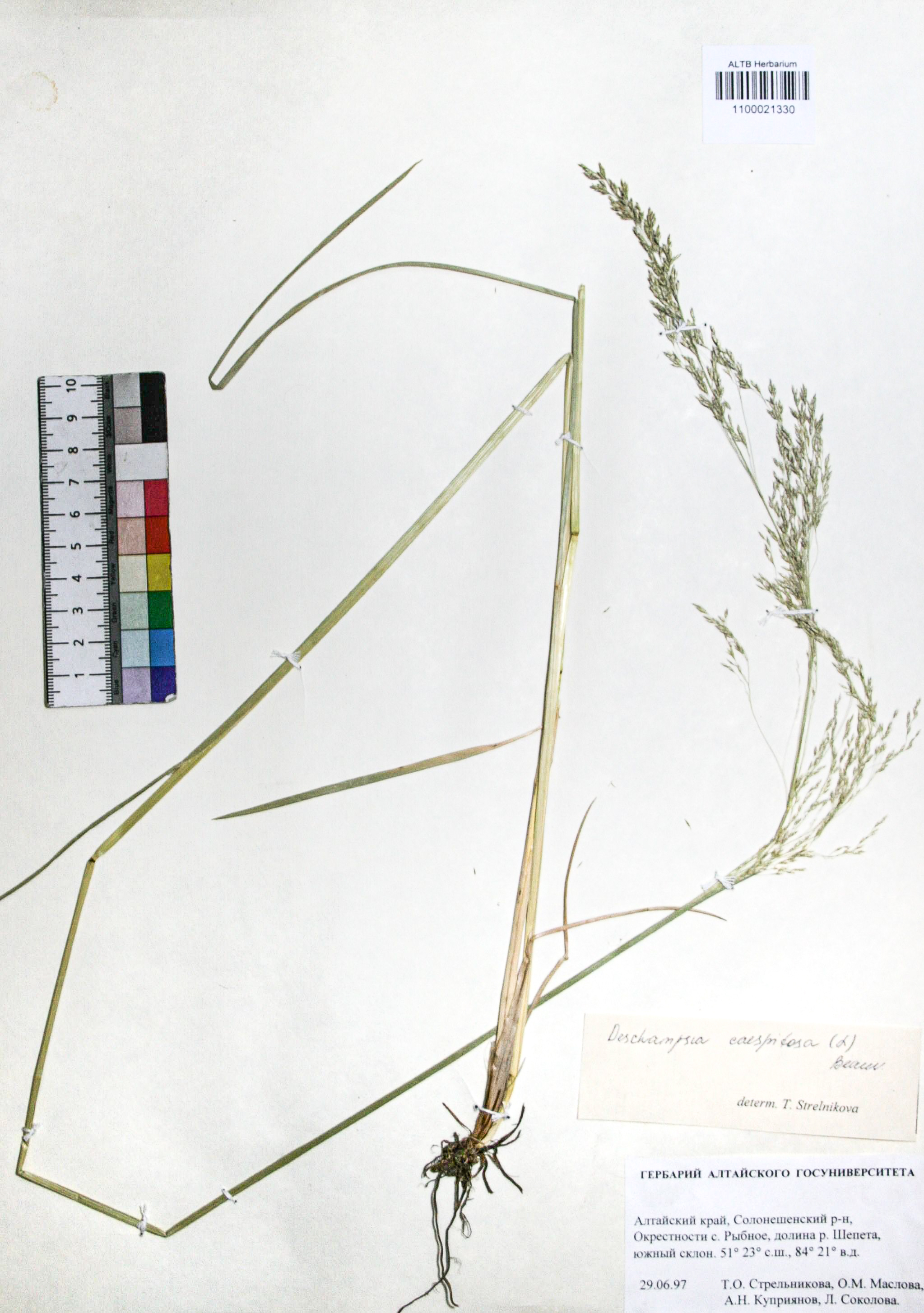 Deschampsia caespitosa (L.) Beauv.
