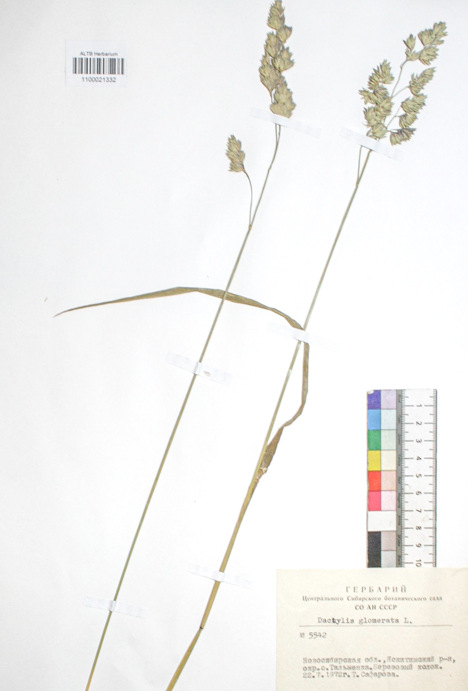 Dactylis glomerata L.