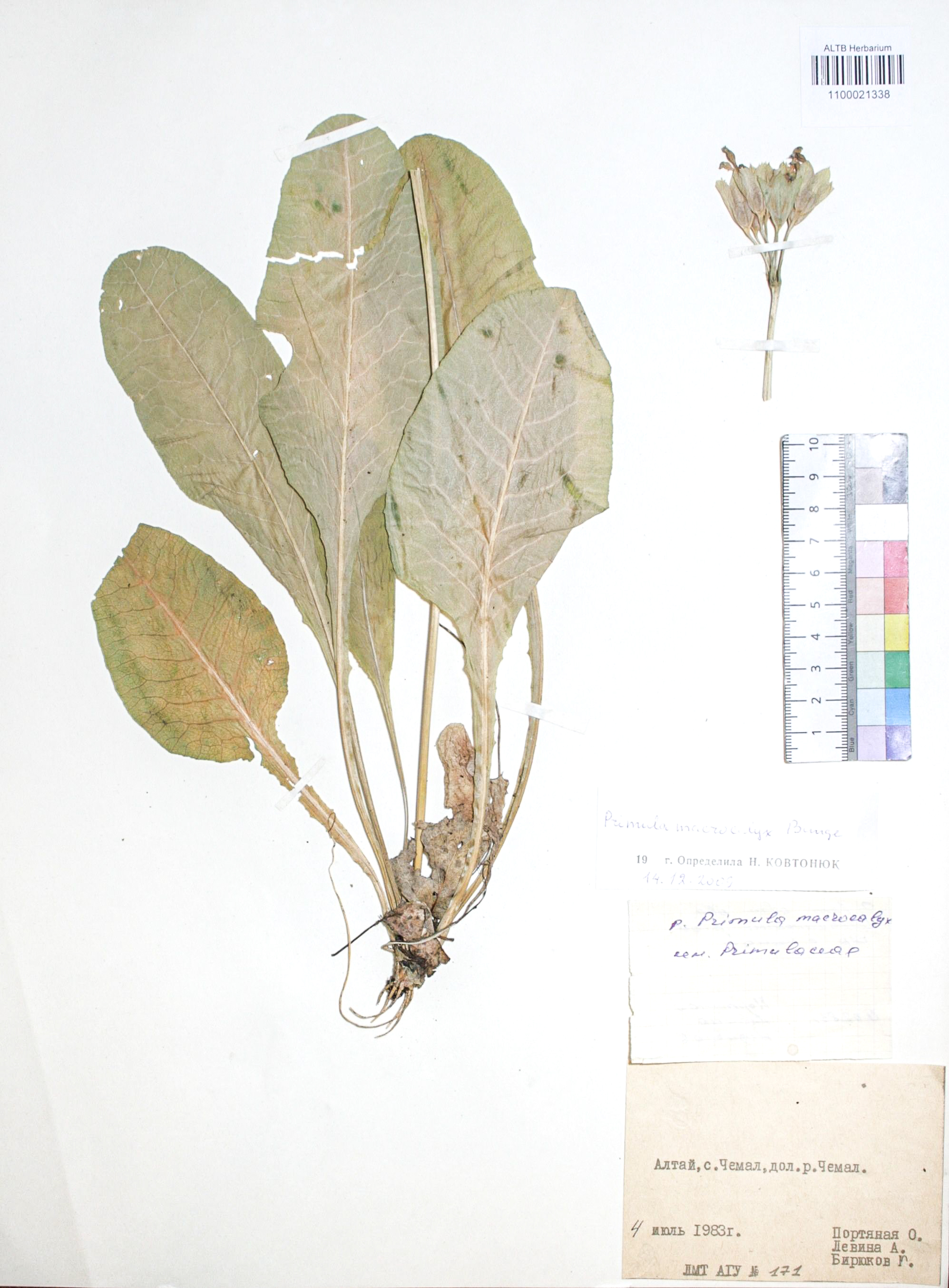 Primula macrocalyx Bunge