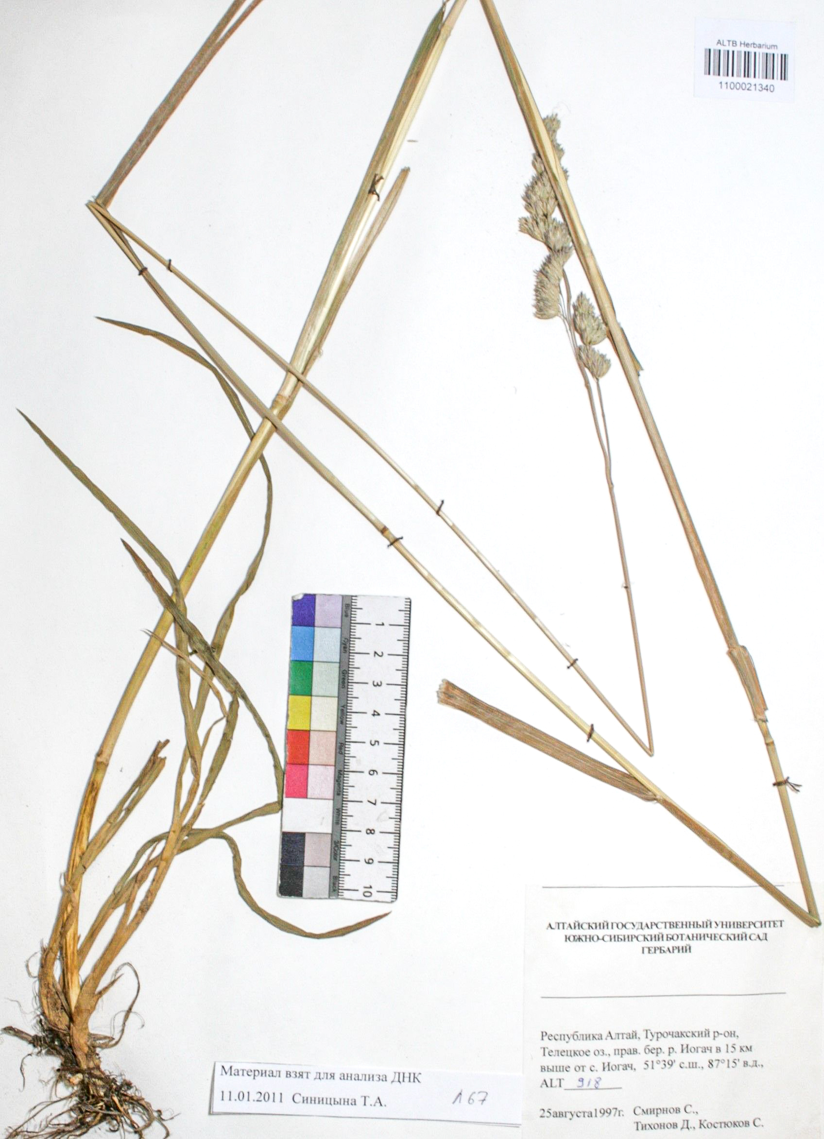 Dactylis glomerata L.