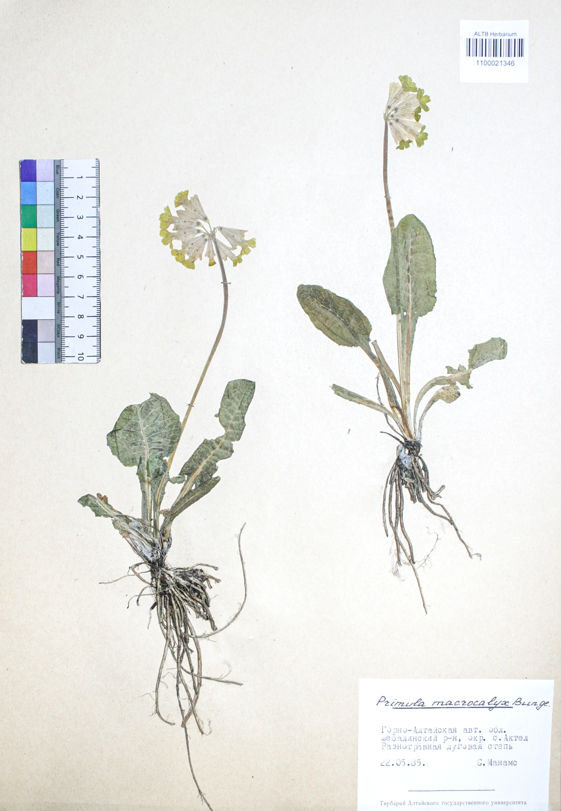 Primula macrocalyx Bunge