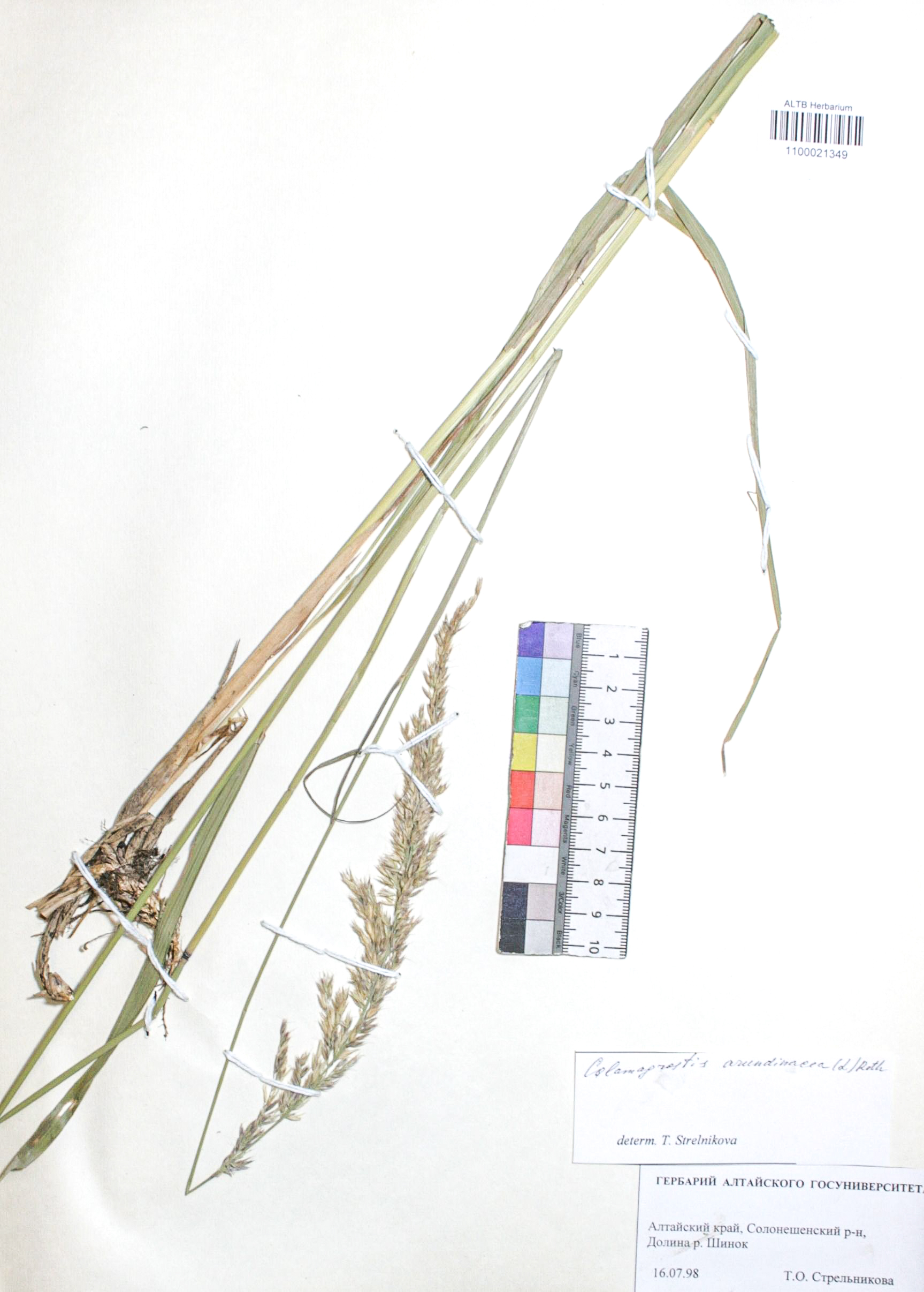 Calamagrostis arundinacea (L.) Roth