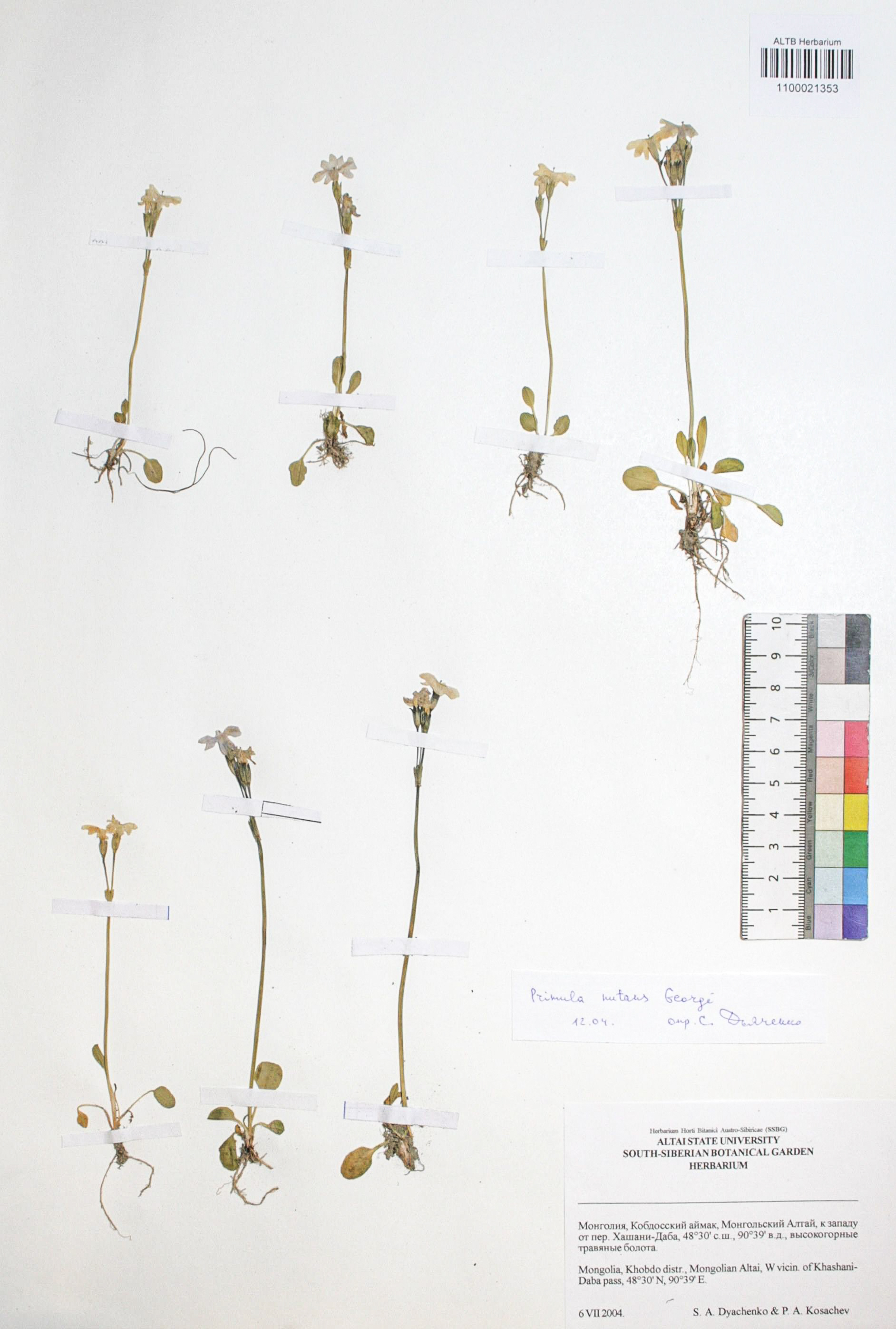 Primula nutans Georgi