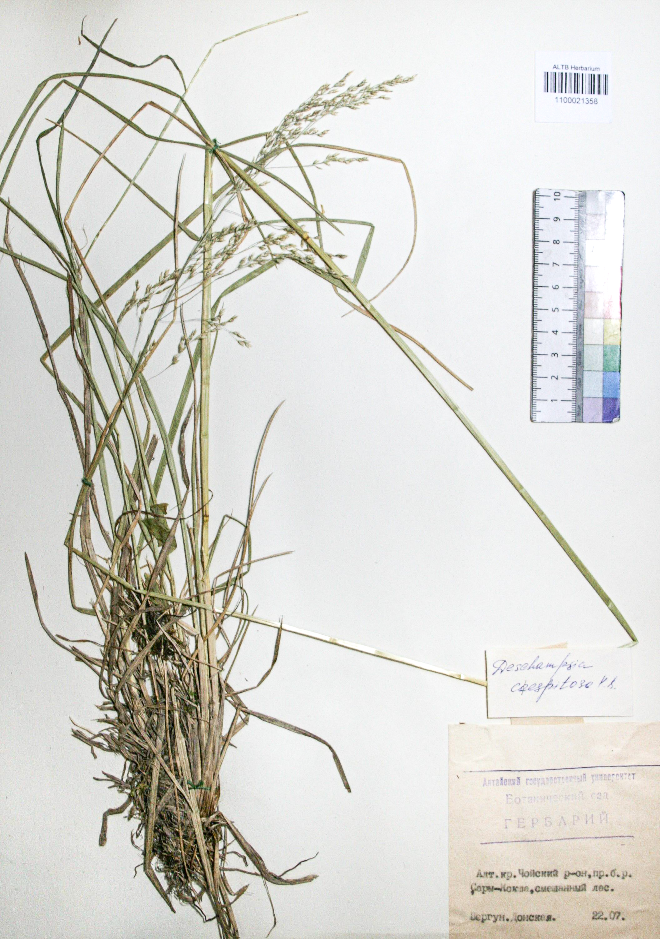 Deschampsia caespitosa (L.) Beauv.