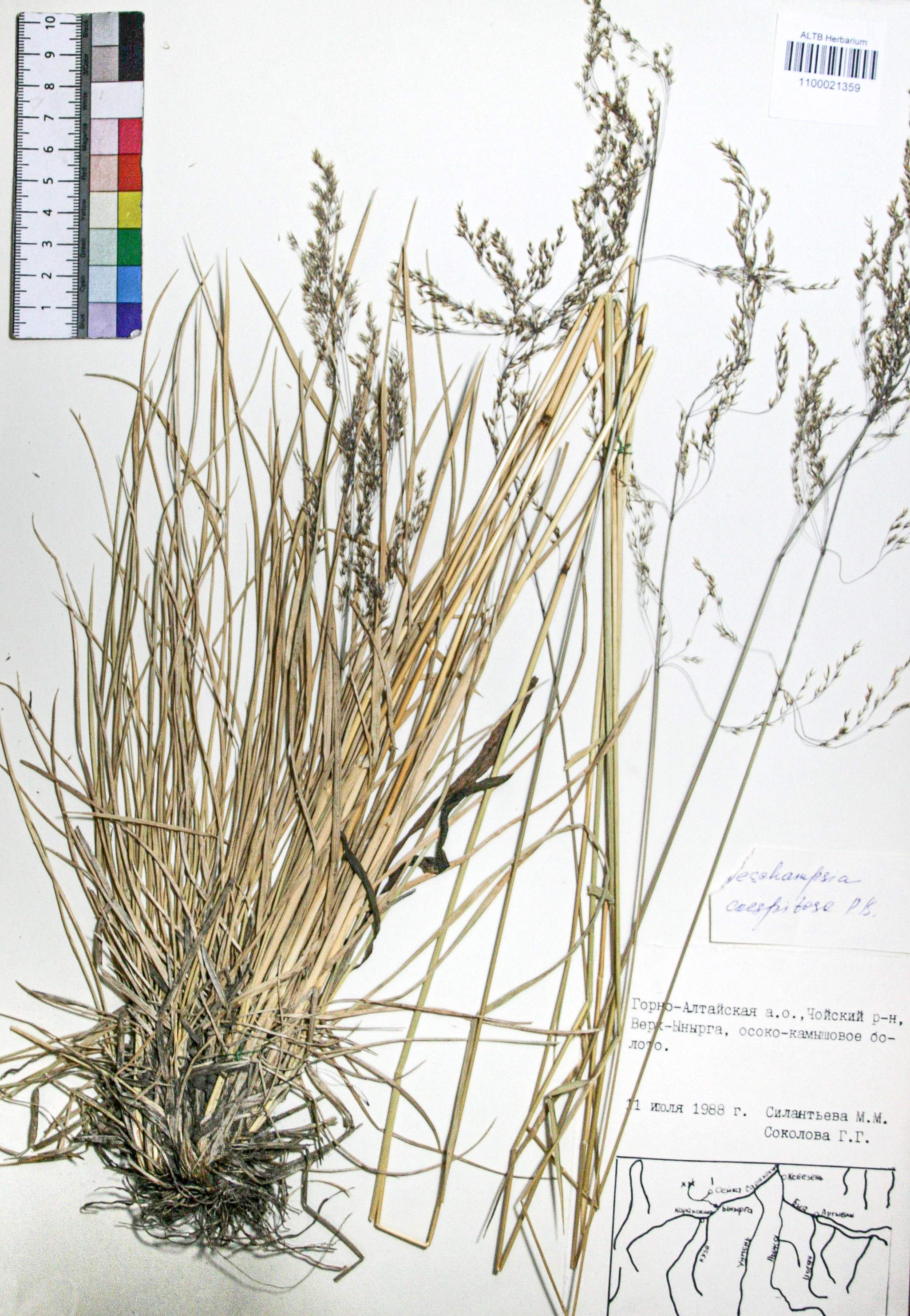 Deschampsia caespitosa (L.) Beauv.