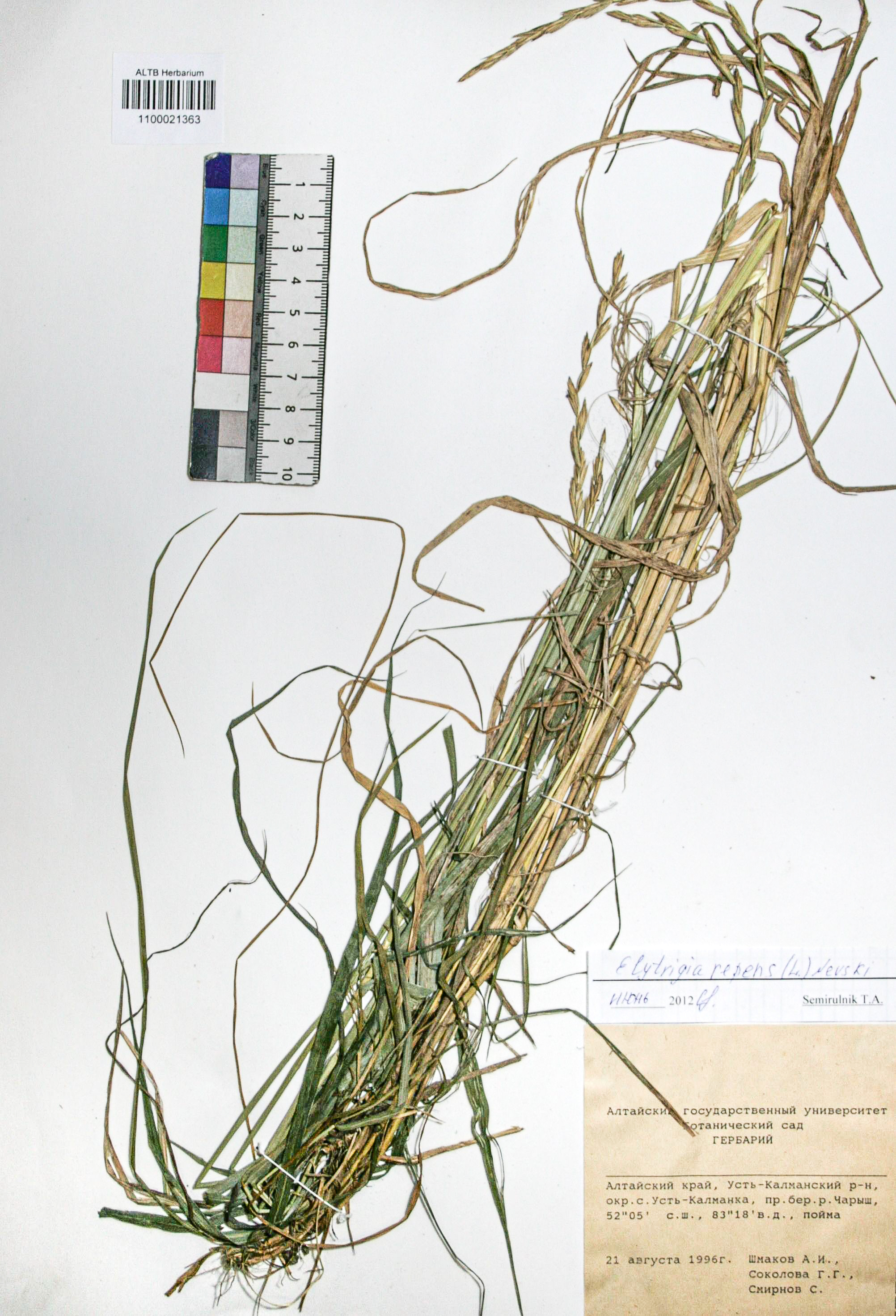 Elytrigia repens (L.) Nevski