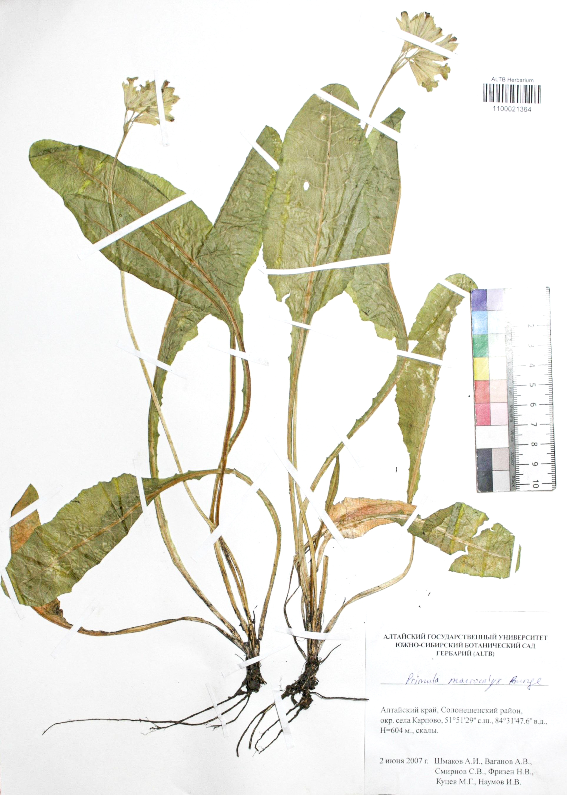 Primula macrocalyx Bunge