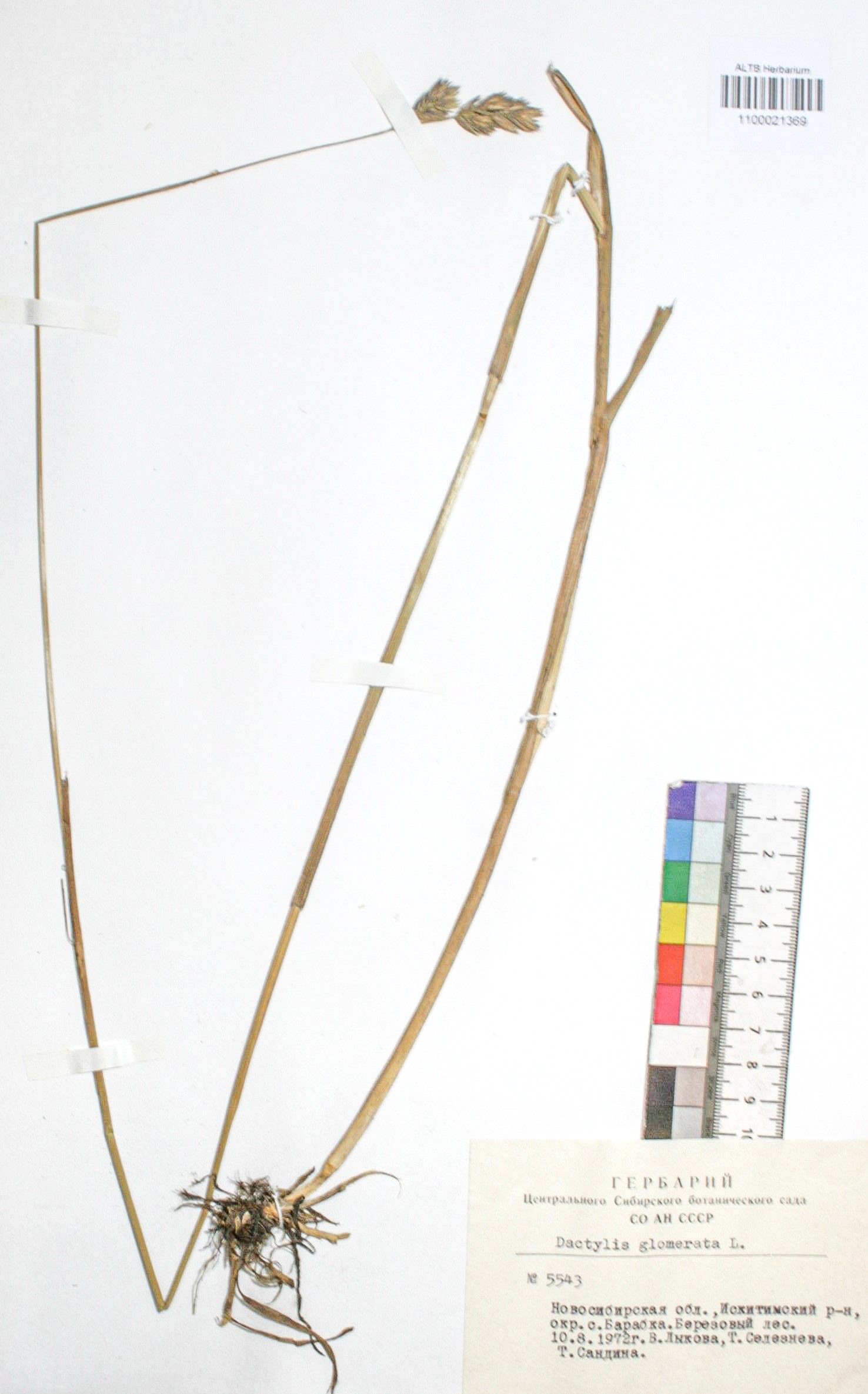 Dactylis glomerata L.