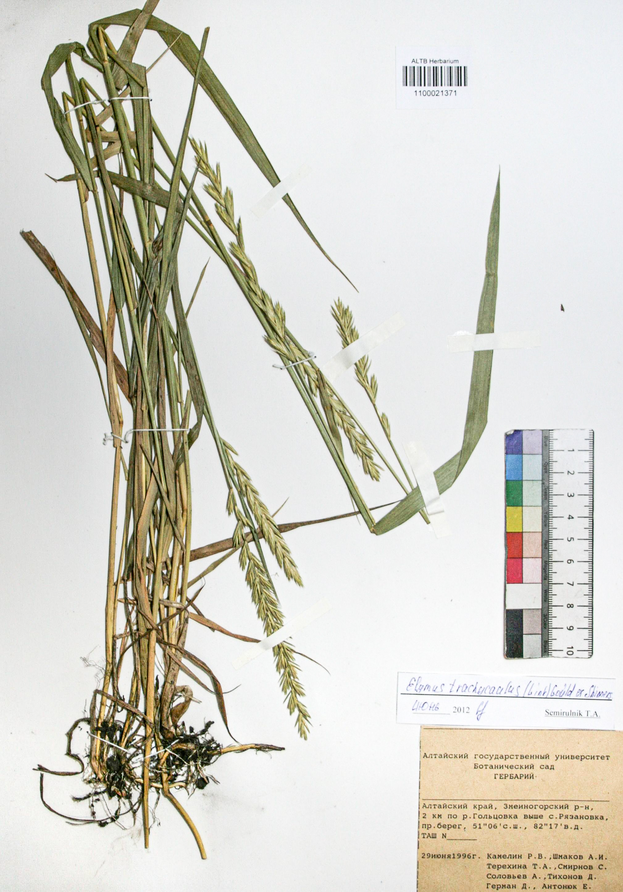 Elymus trachycaulus (Link) Gould ex Shinners