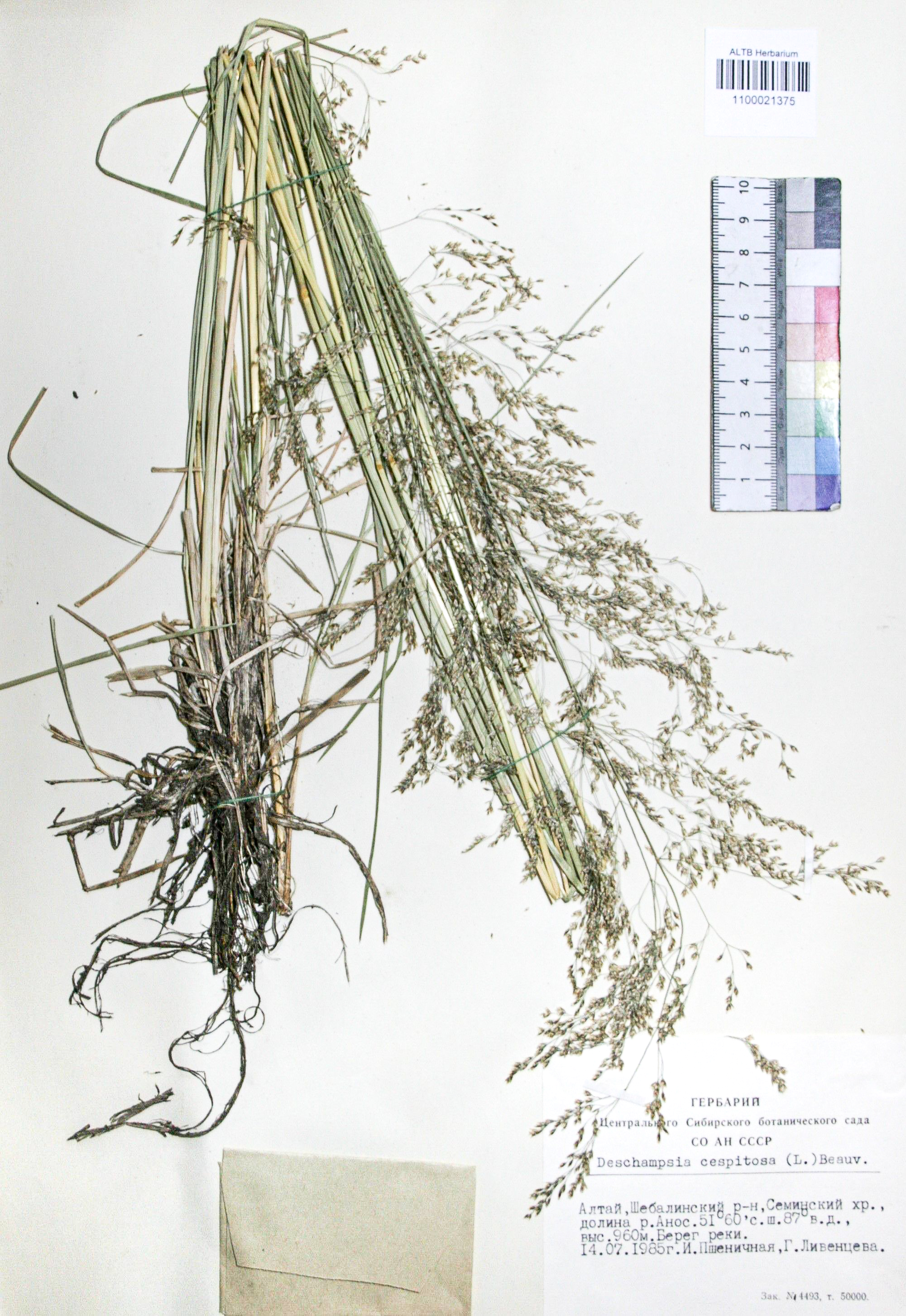Deschampsia caespitosa (L.) Beauv.