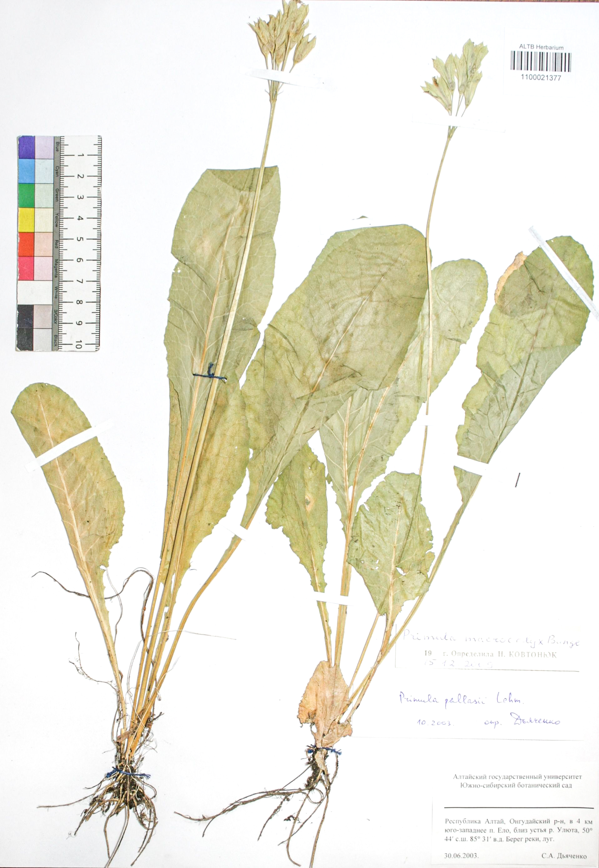 Primula macrocalyx Bunge
