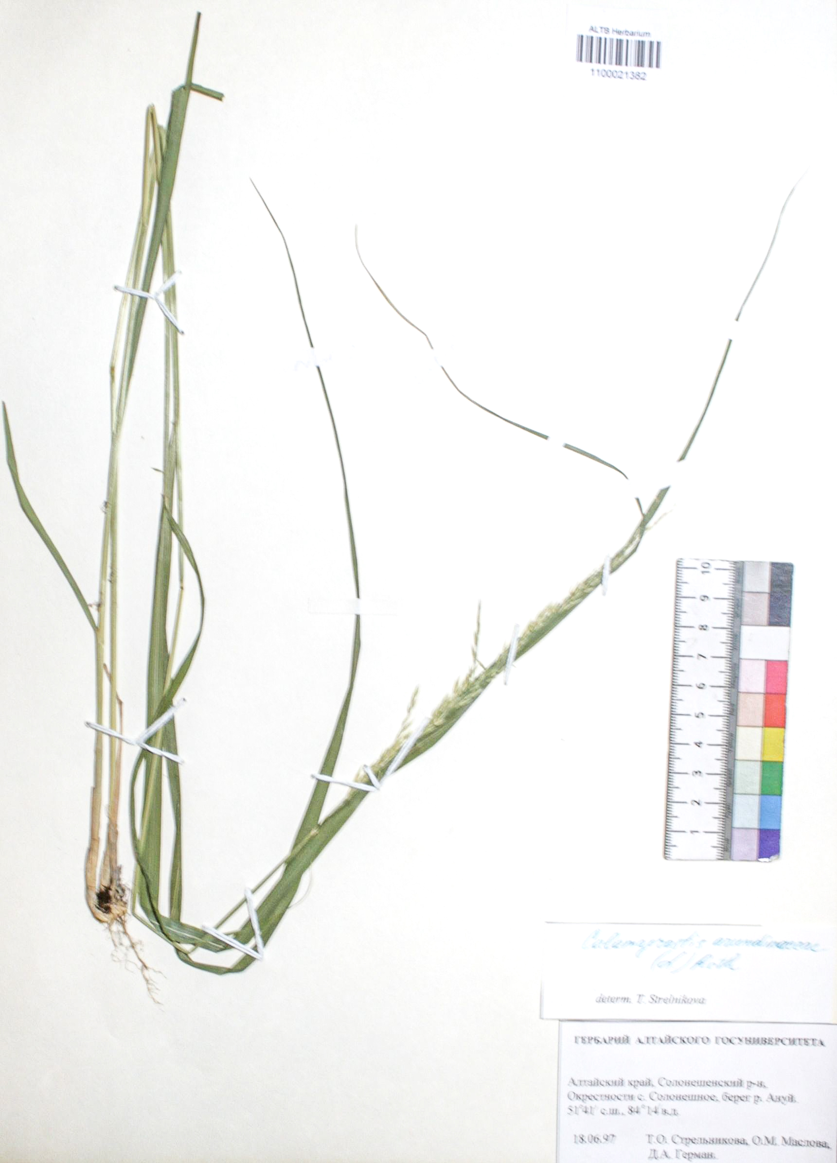 Calamagrostis arundinacea (L.) Roth