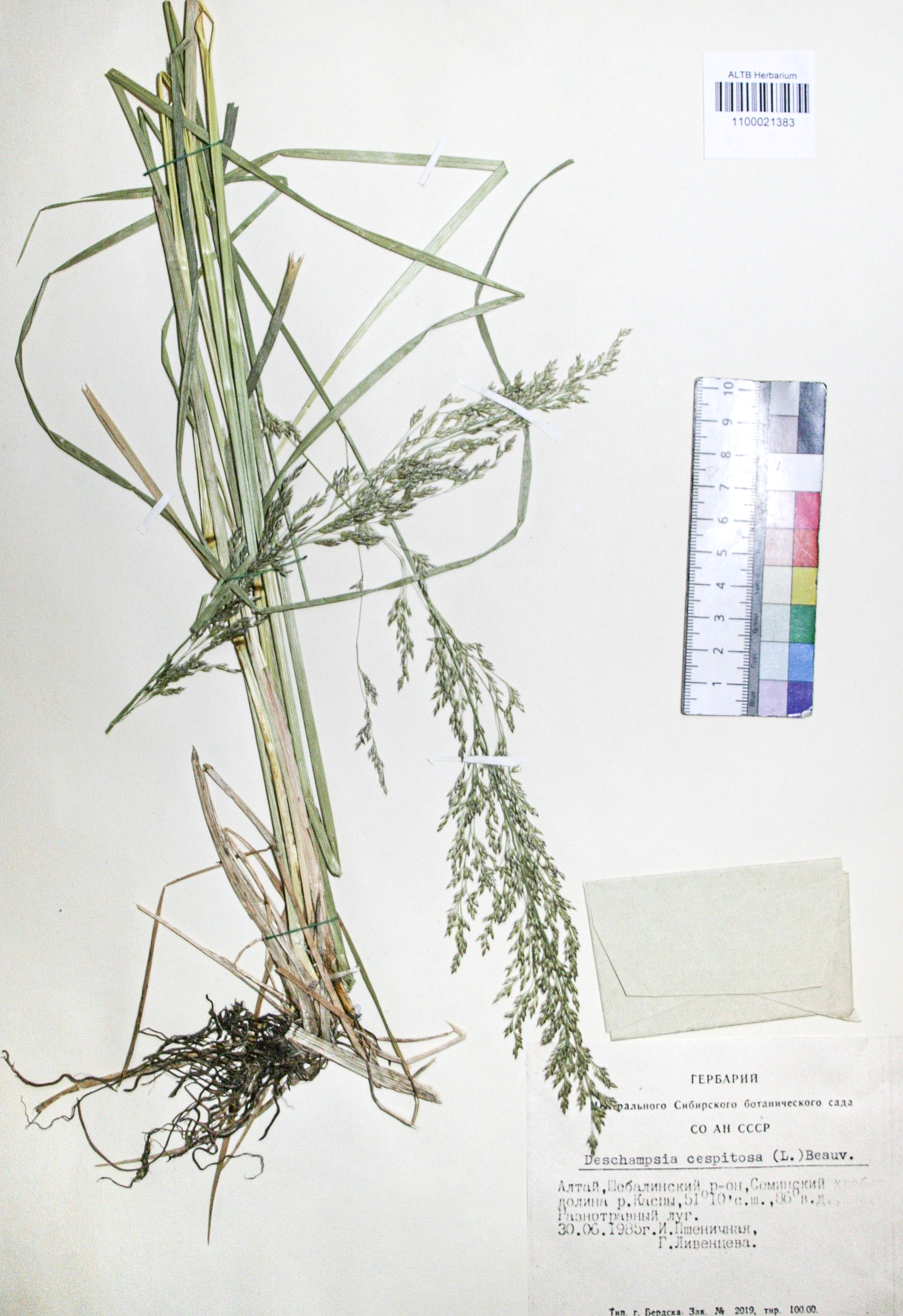 Deschampsia caespitosa (L.) Beauv.