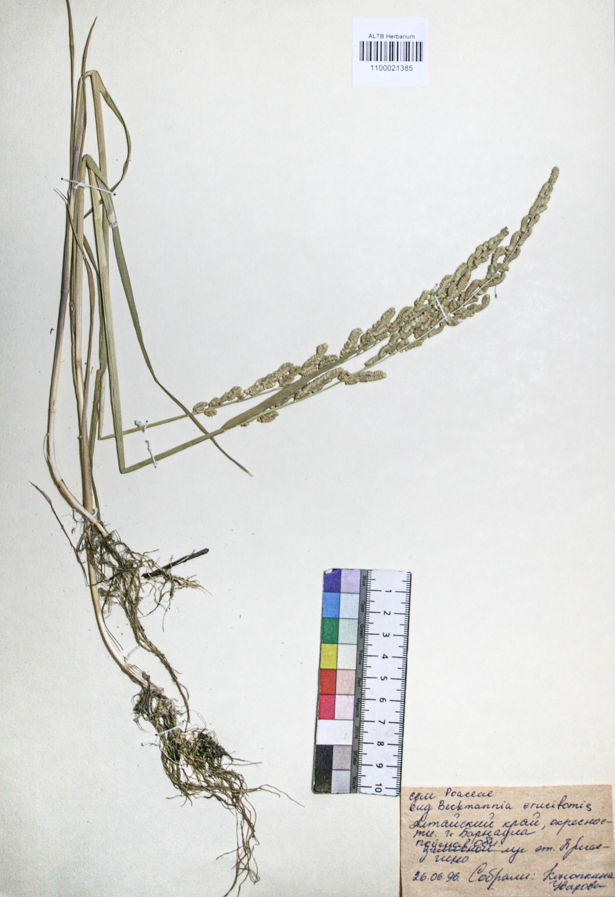 Beckmannia syzigachne (Steud.) Fern.