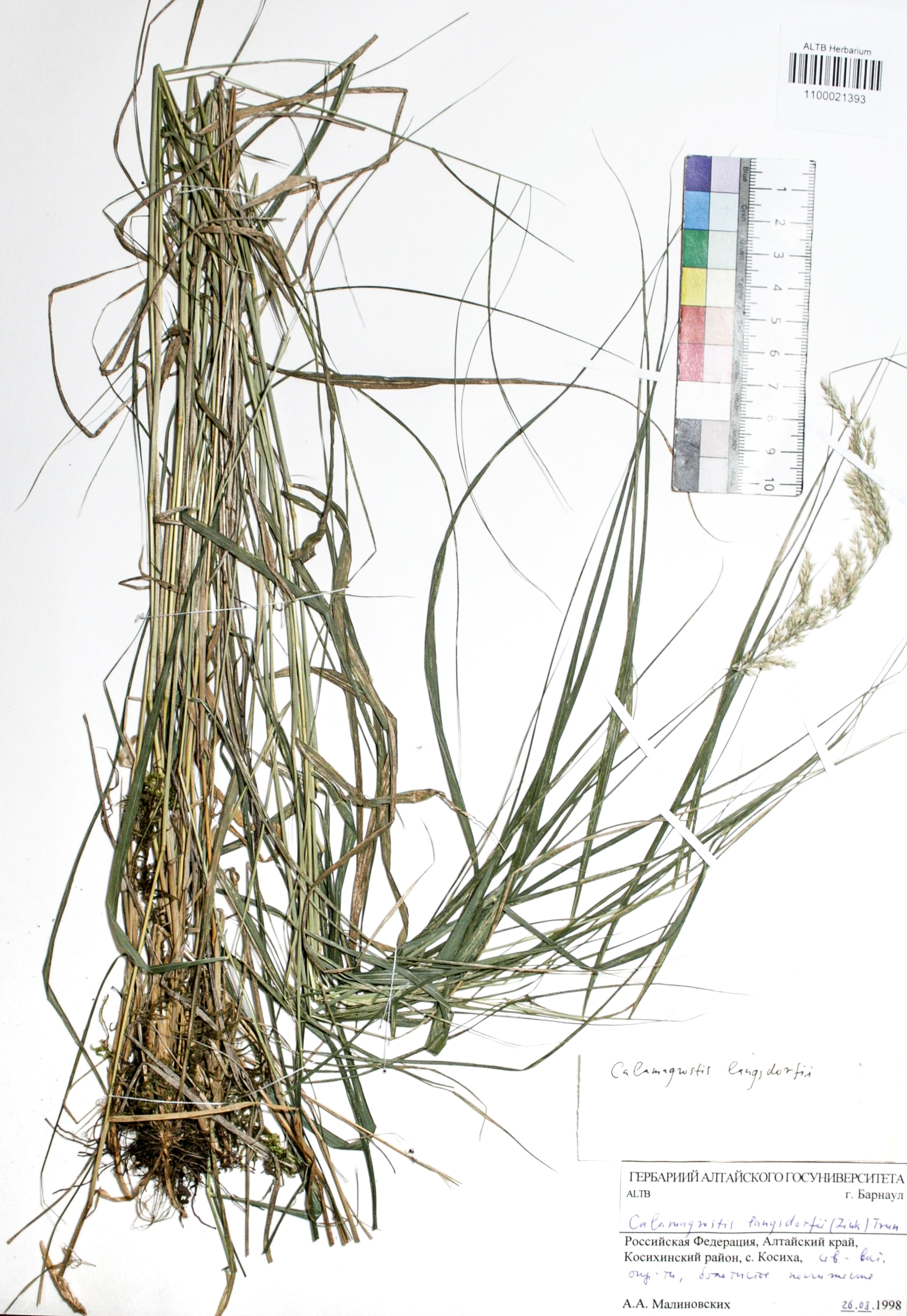 Calamagrostis canescens (Web.)  Roth.