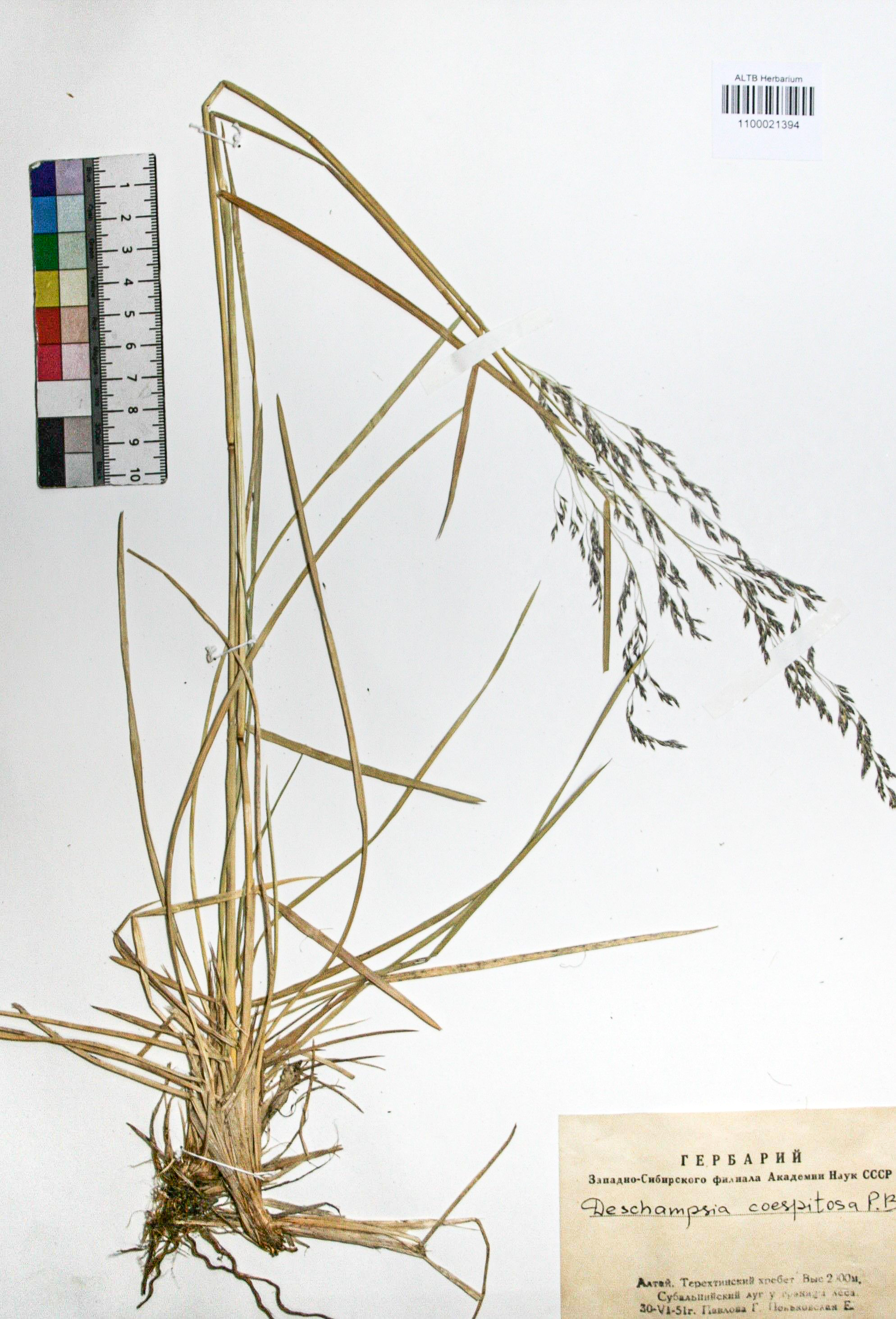 Deschampsia caespitosa (L.) Beauv.