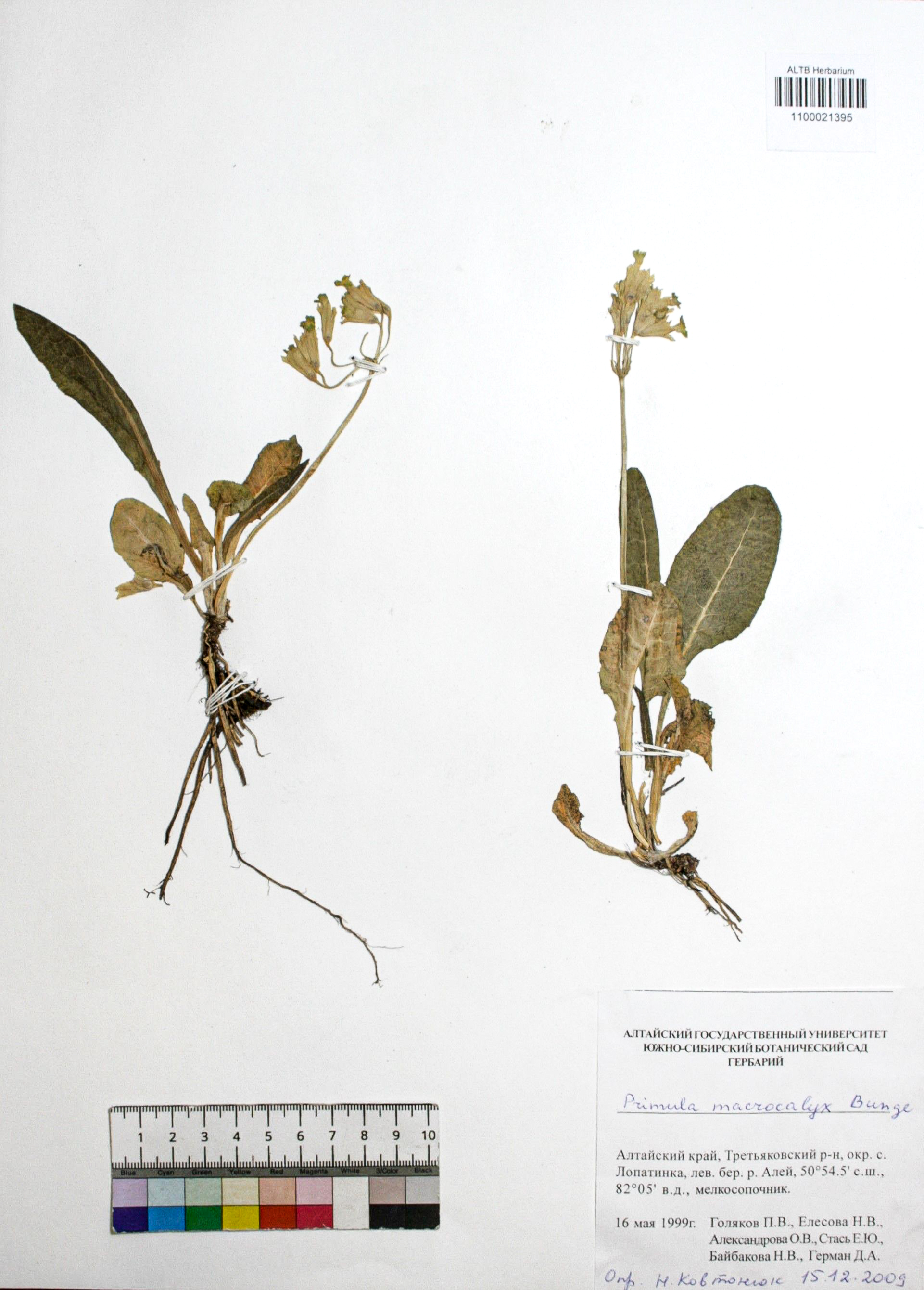 Primula macrocalyx Bunge