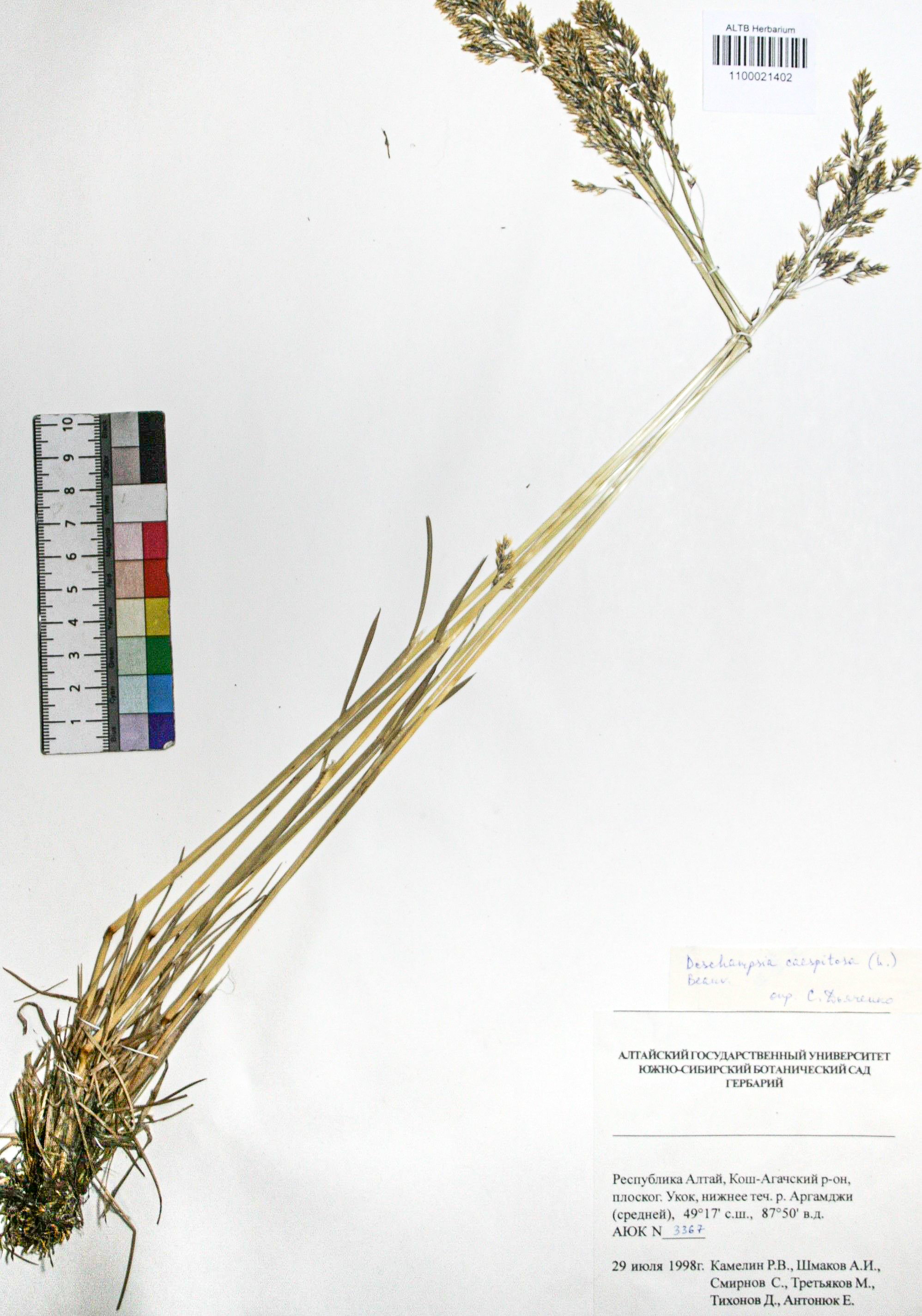 Deschampsia caespitosa (L.) Beauv.
