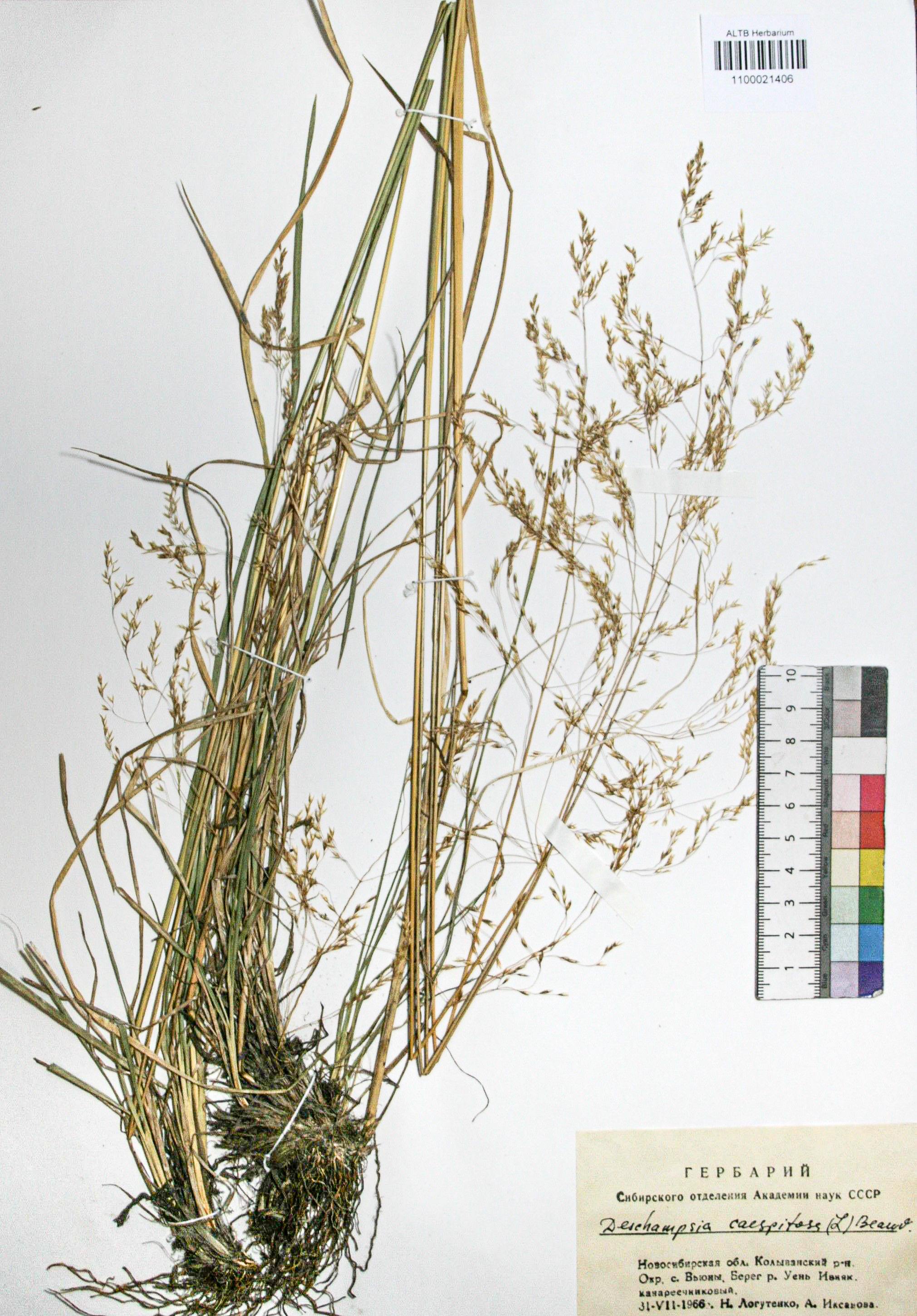 Deschampsia caespitosa (L.) Beauv.
