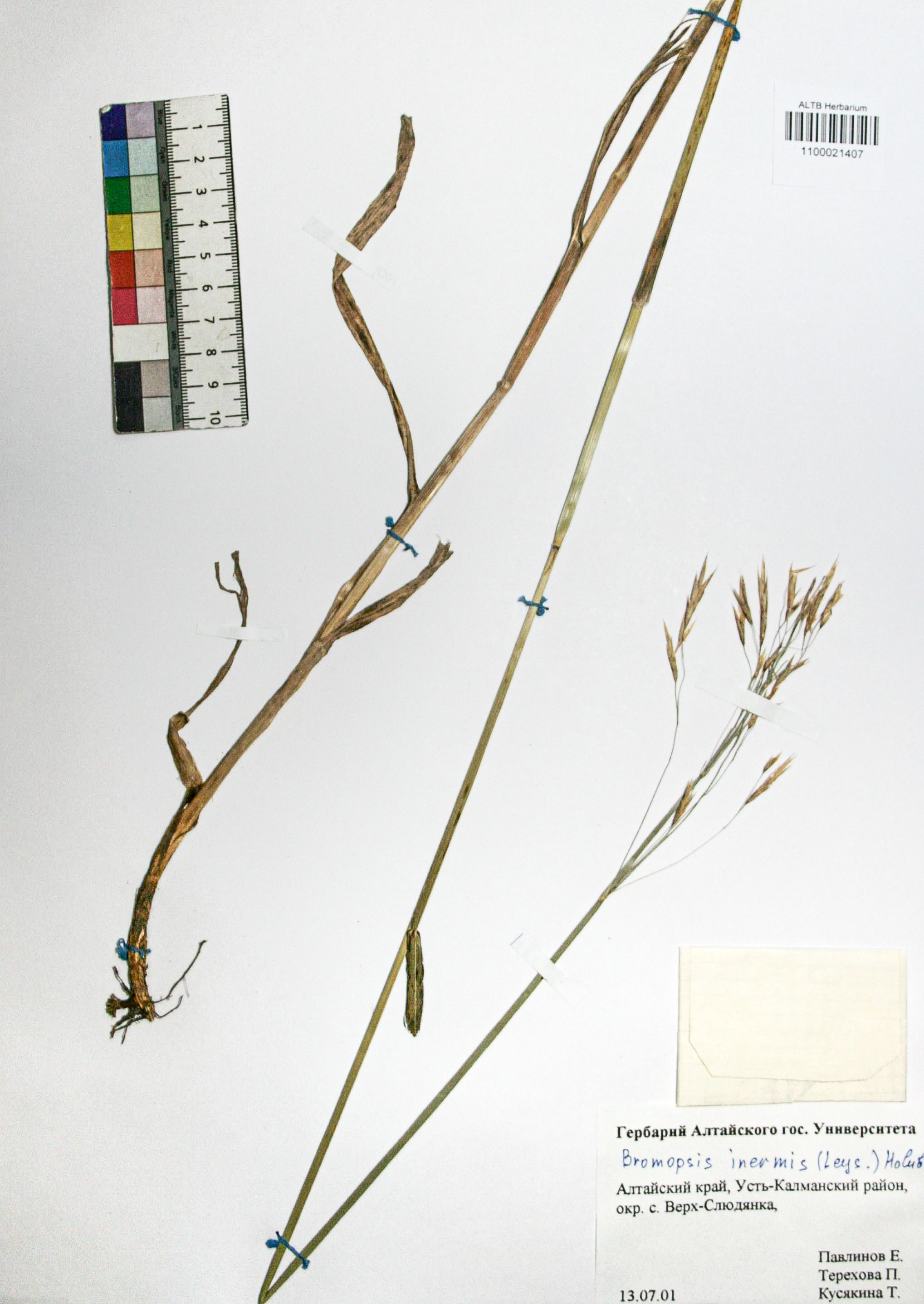 Bromopsis inermis (Leyss.) Holub. 