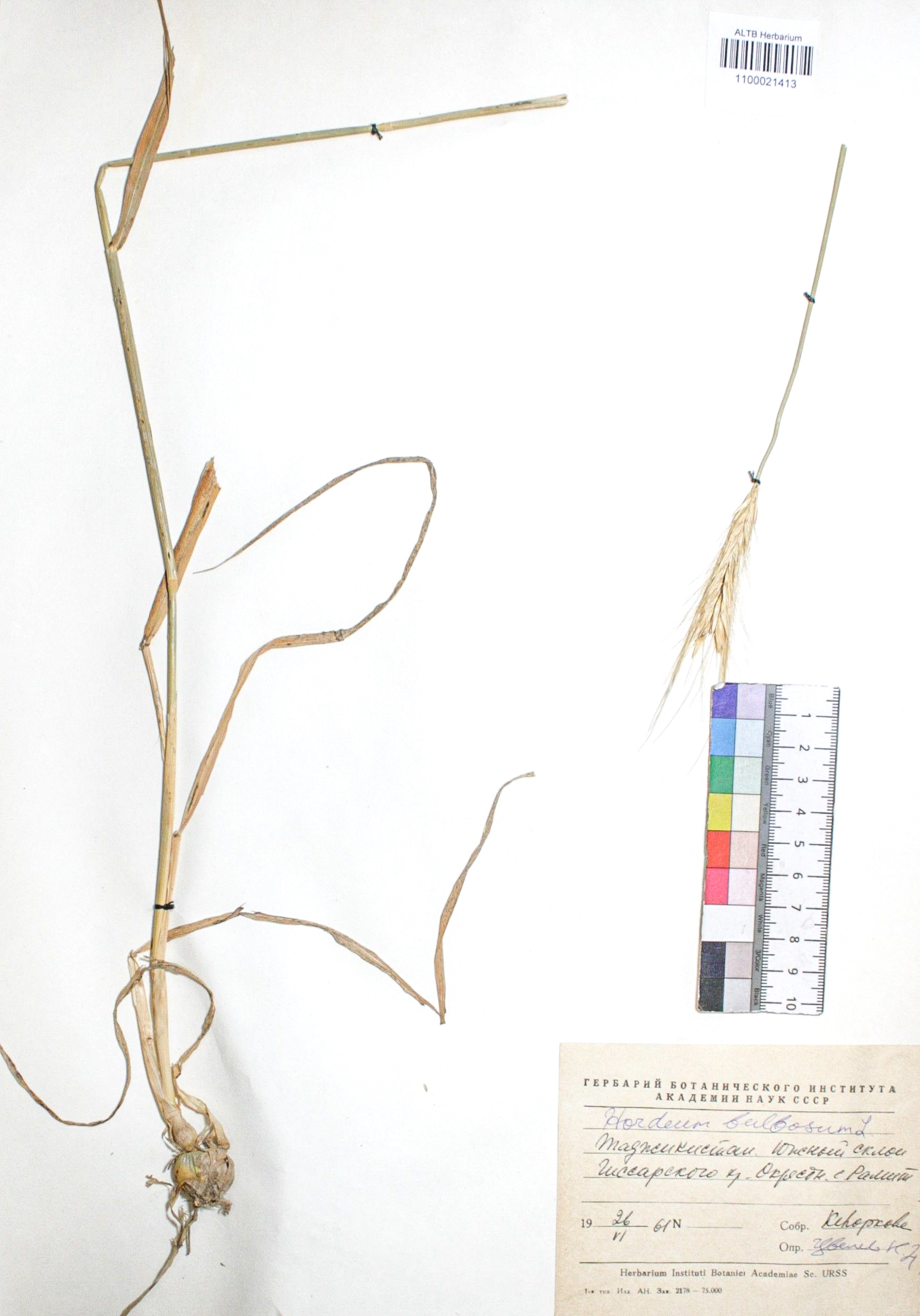 Hordeum bulbosum (L.) 