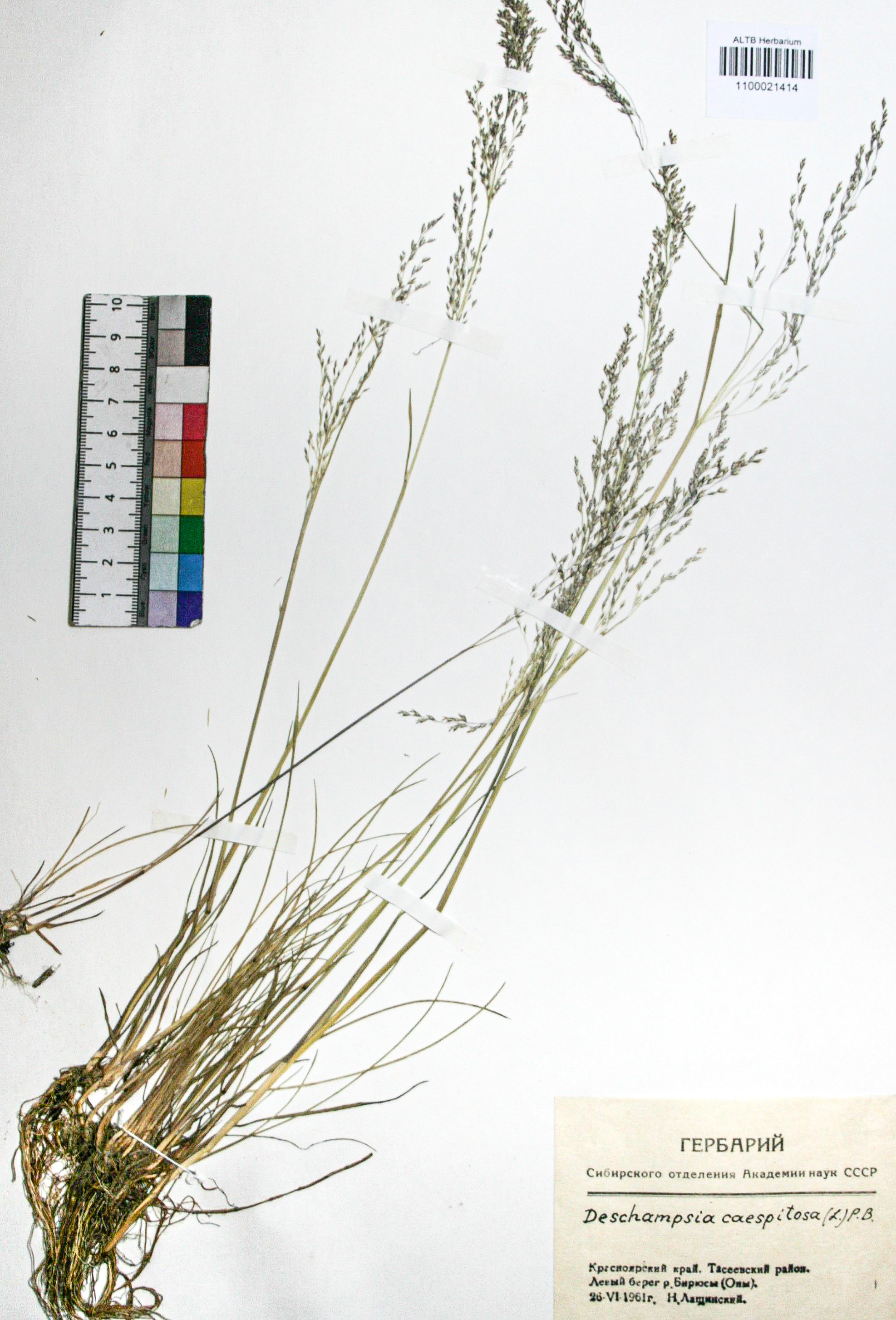 Deschampsia caespitosa (L.) Beauv.