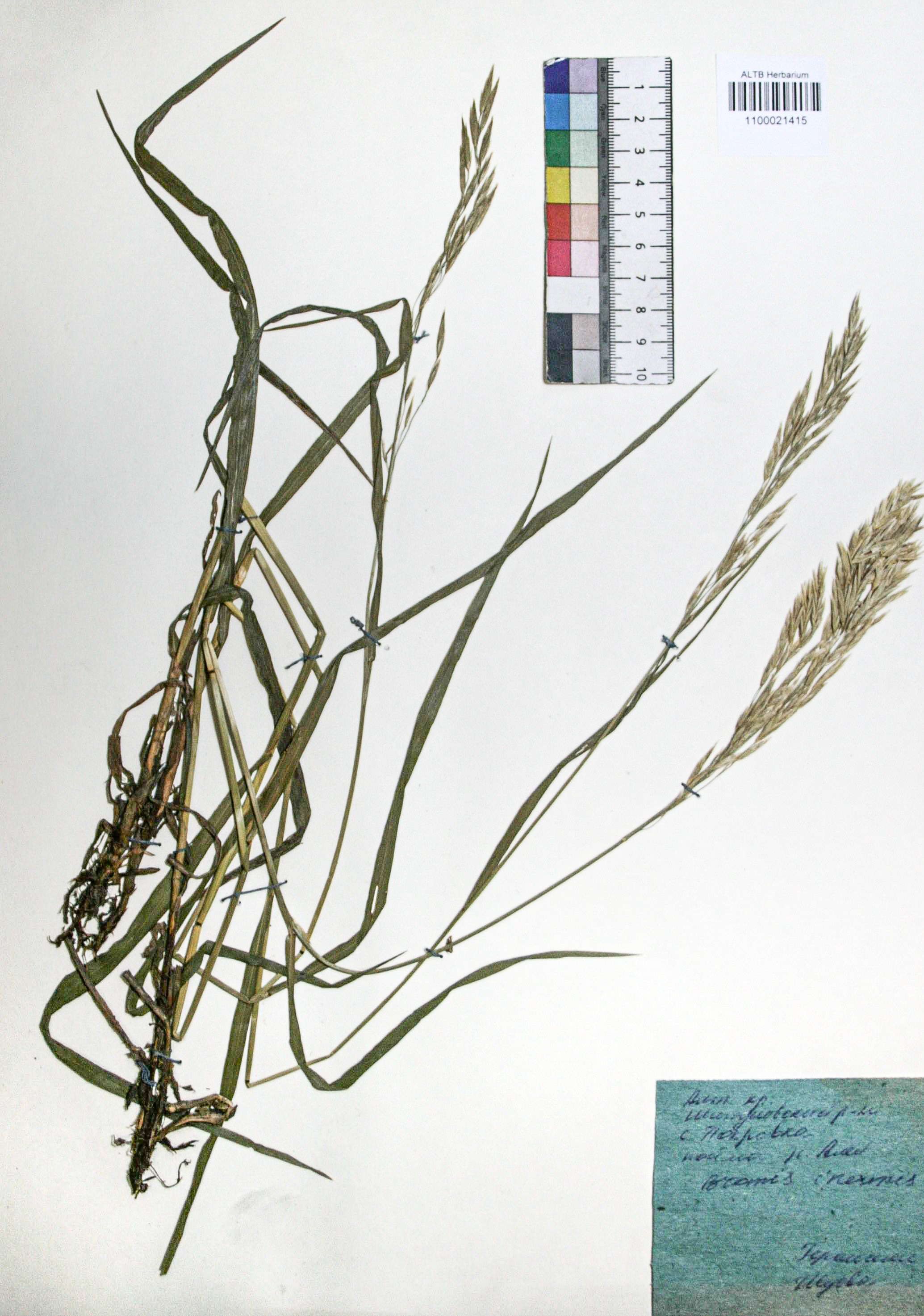 Bromopsis inermis (Leyss.) Holub. 