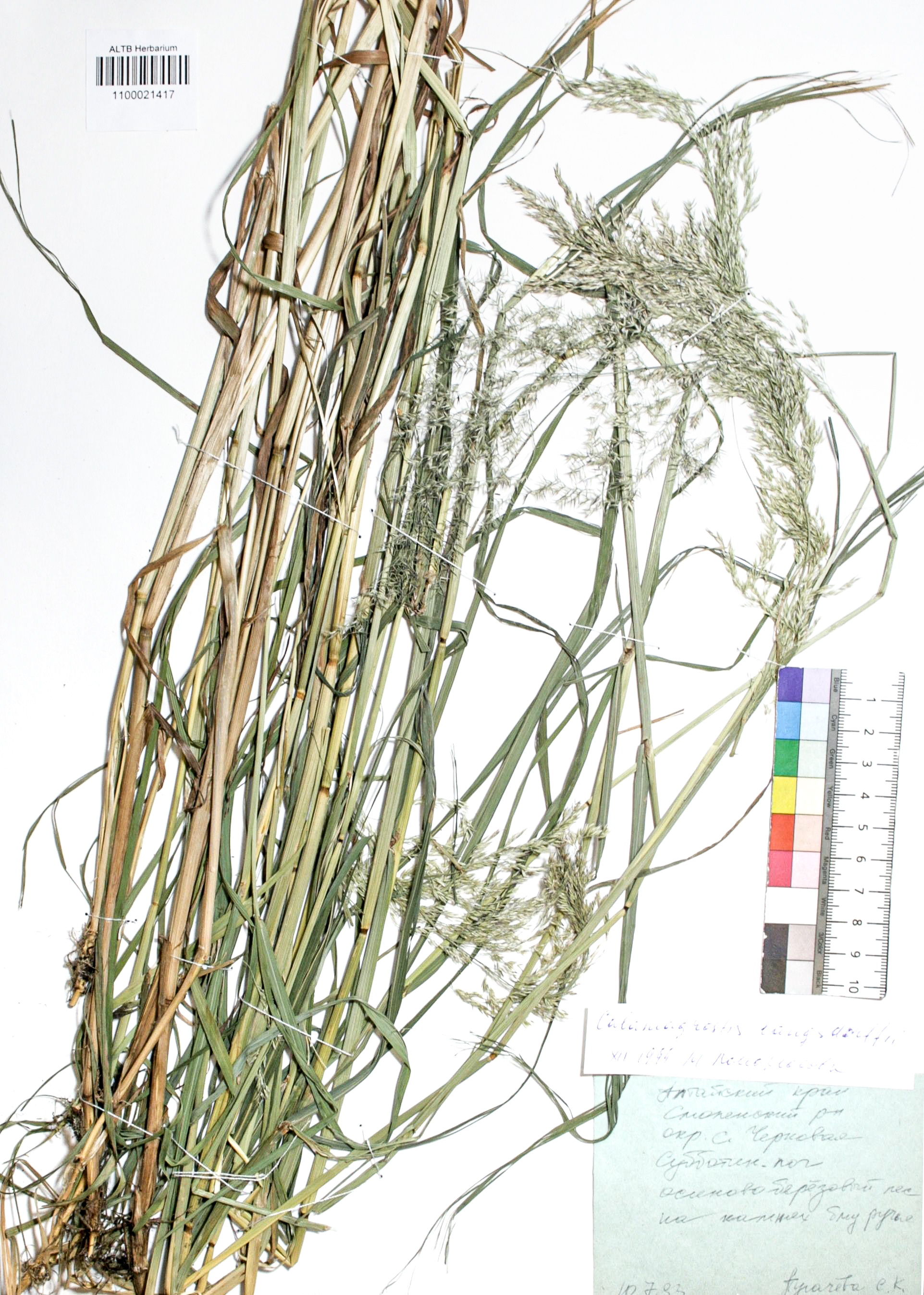 Calamagrostis langsdorffii (Link) Trin.