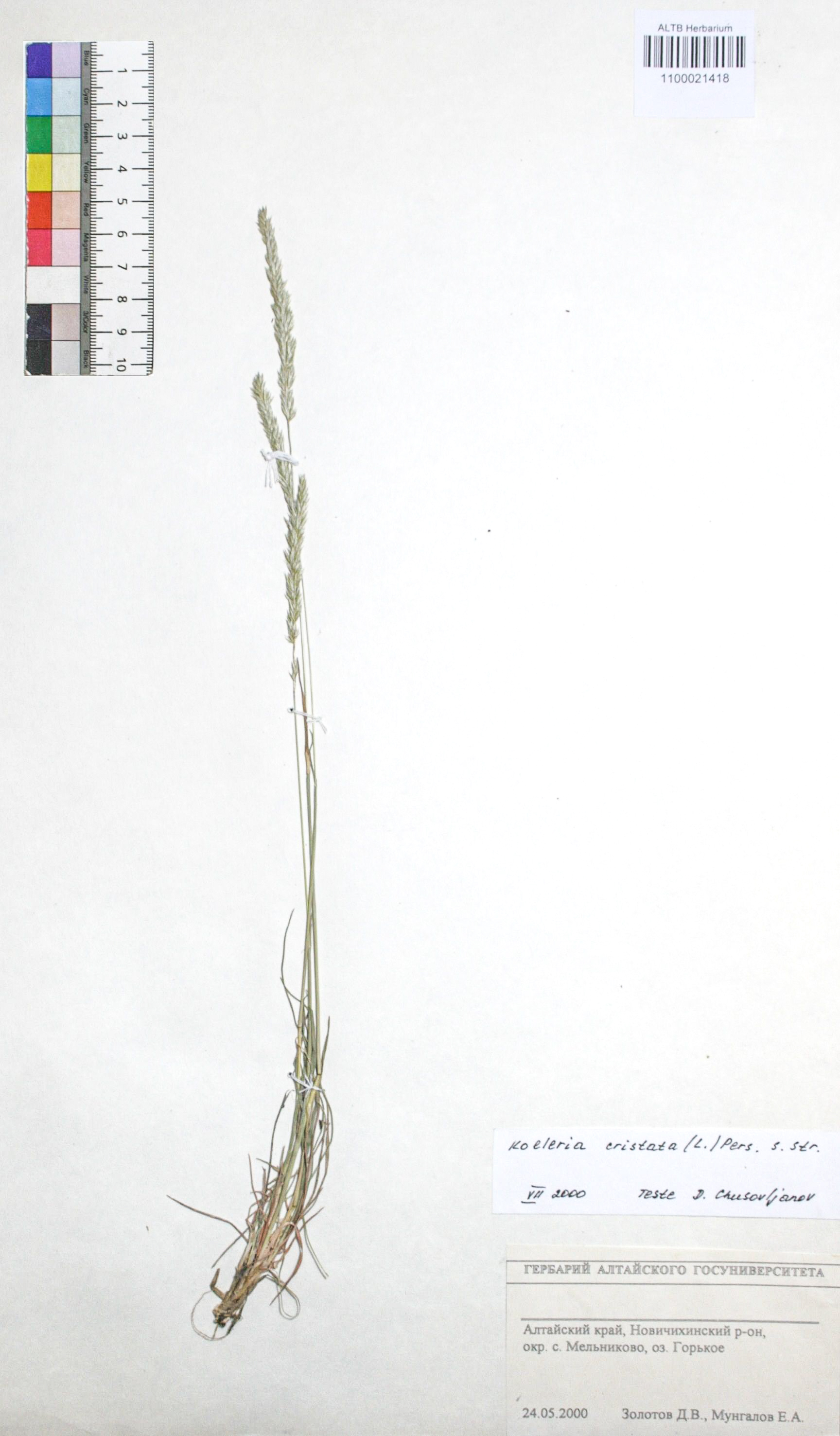 Koeleria cristata (L.) Pers. s. str.