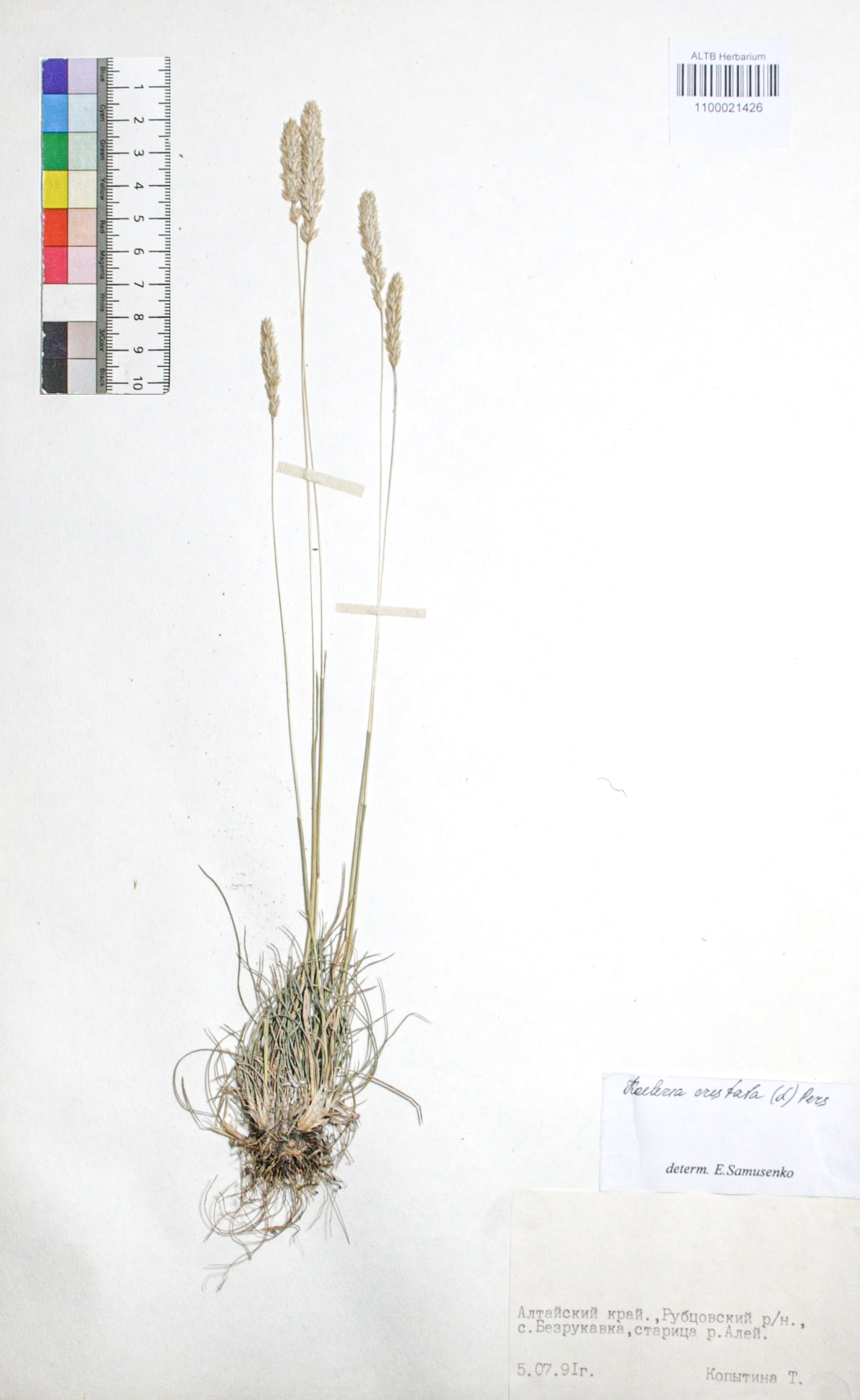 Koeleria cristata (L.) Pers. s. str.