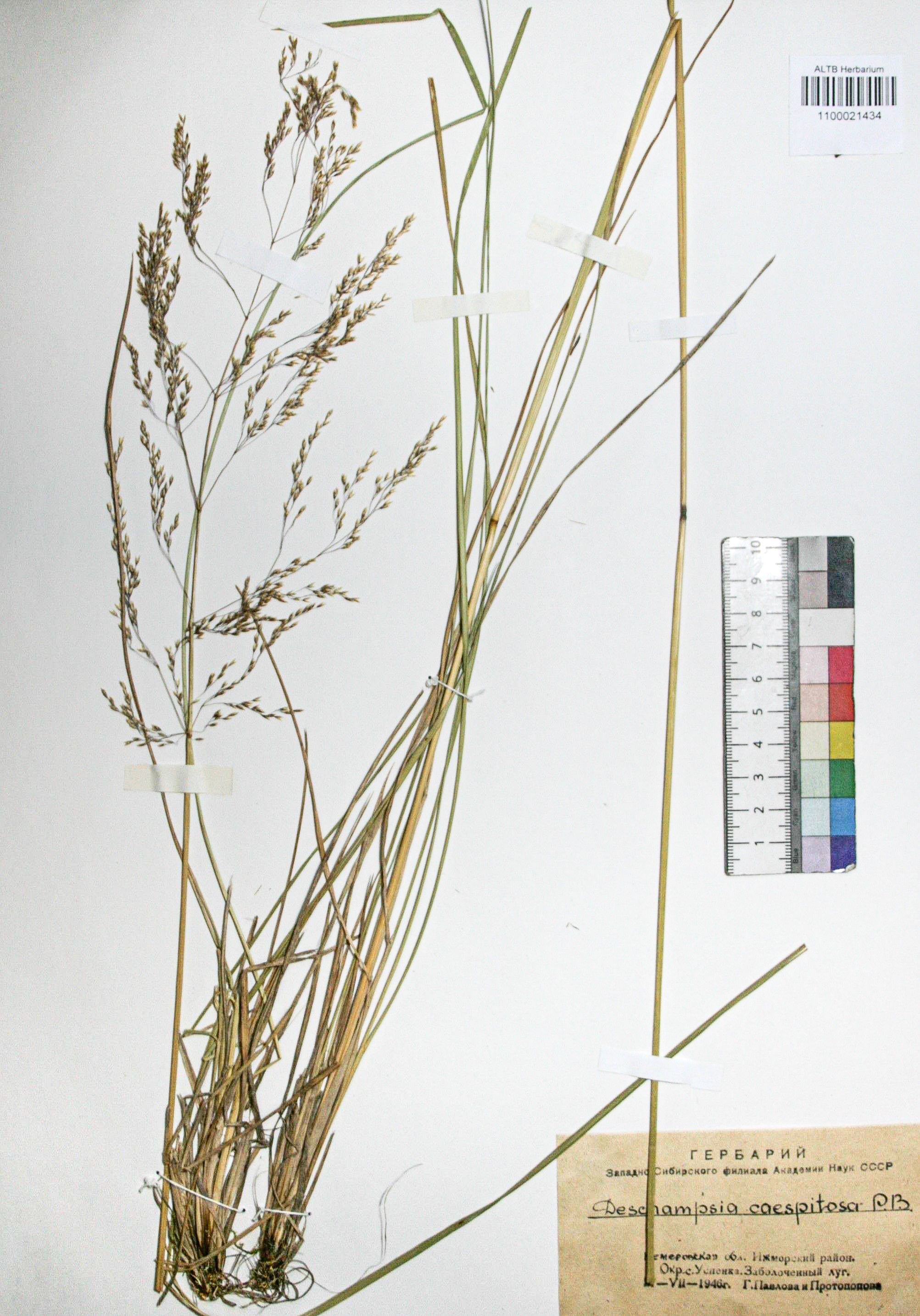 Deschampsia caespitosa (L.) Beauv.
