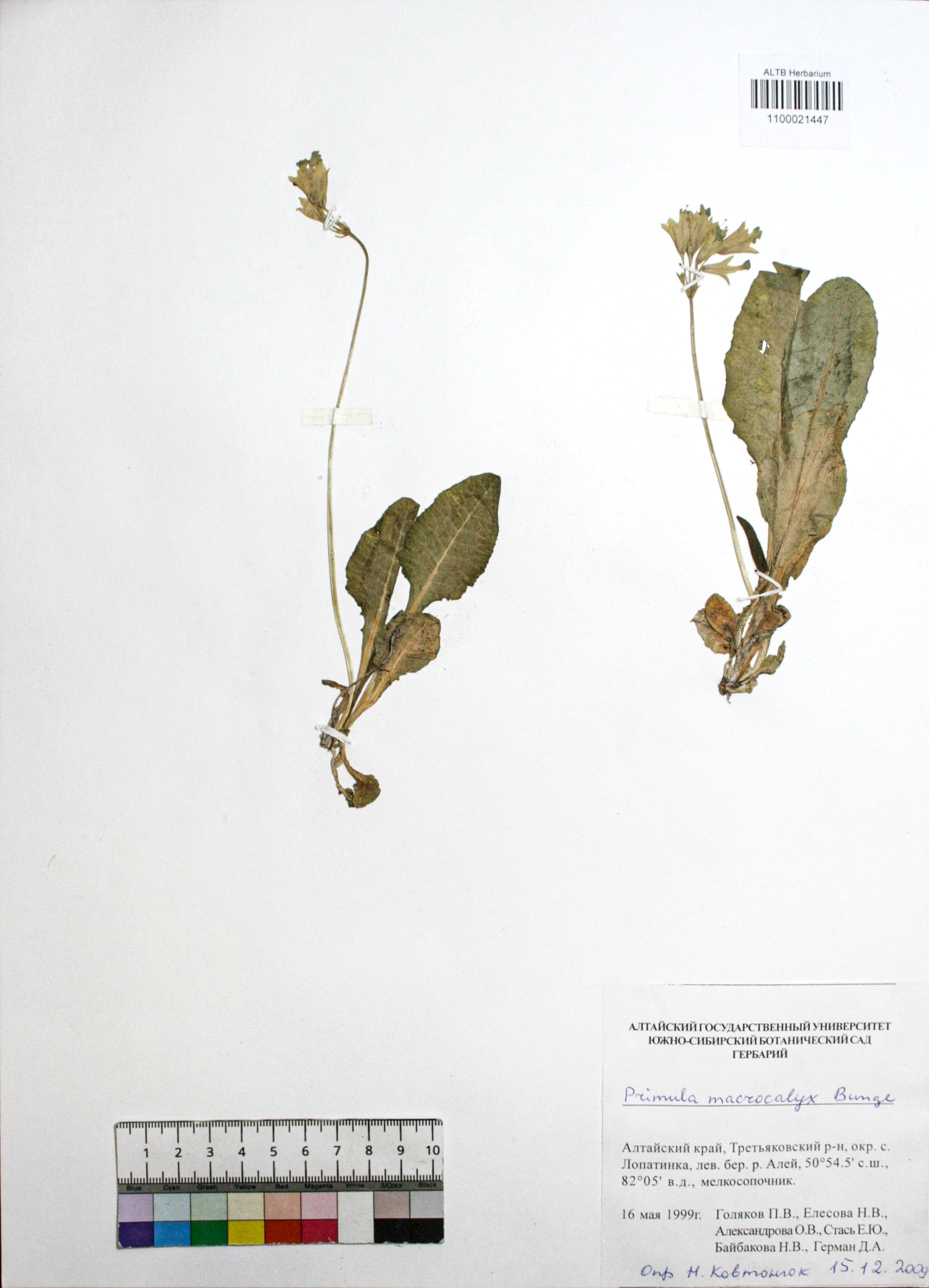 Primula macrocalyx Bunge