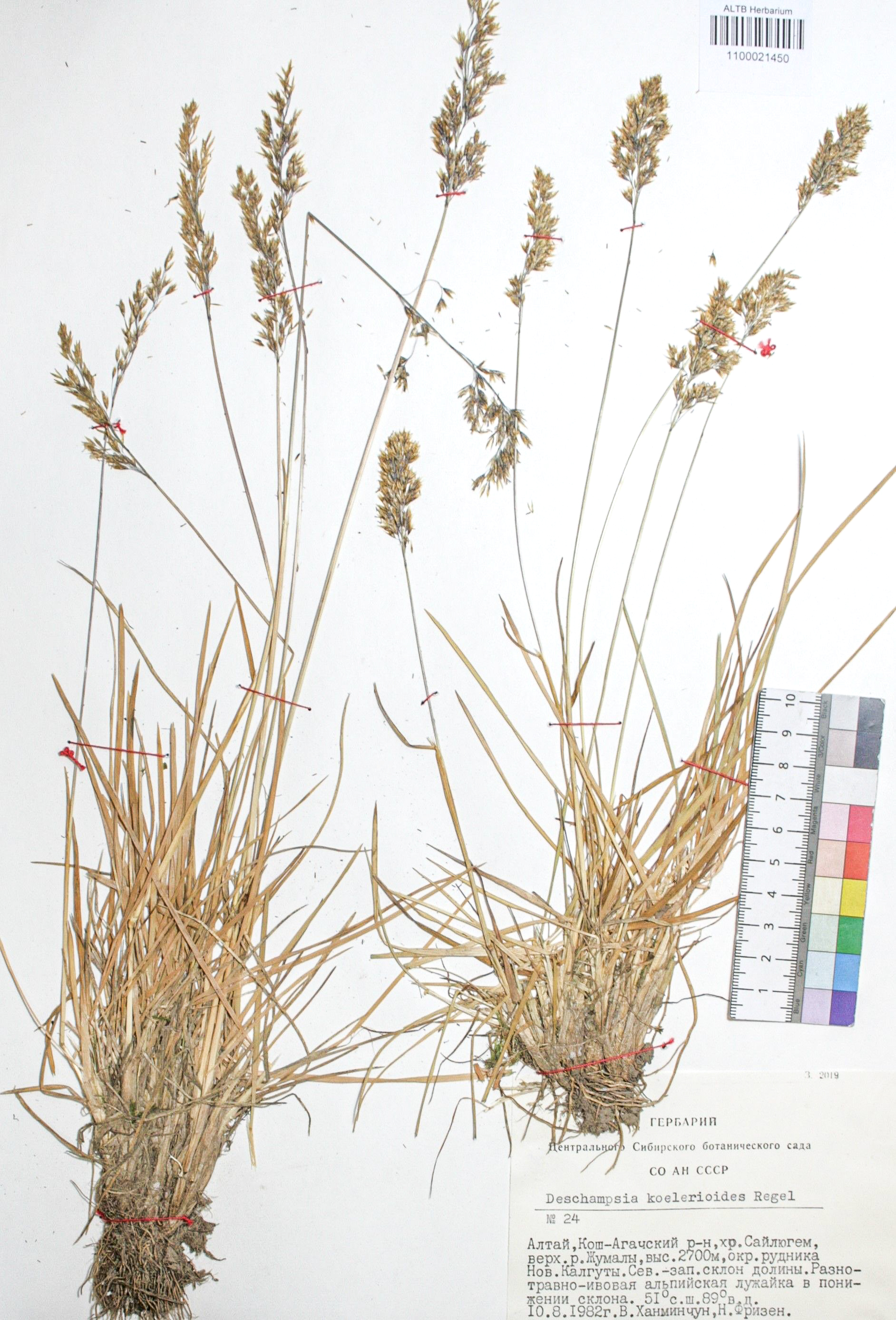 Deschampsia koelerioides Regel