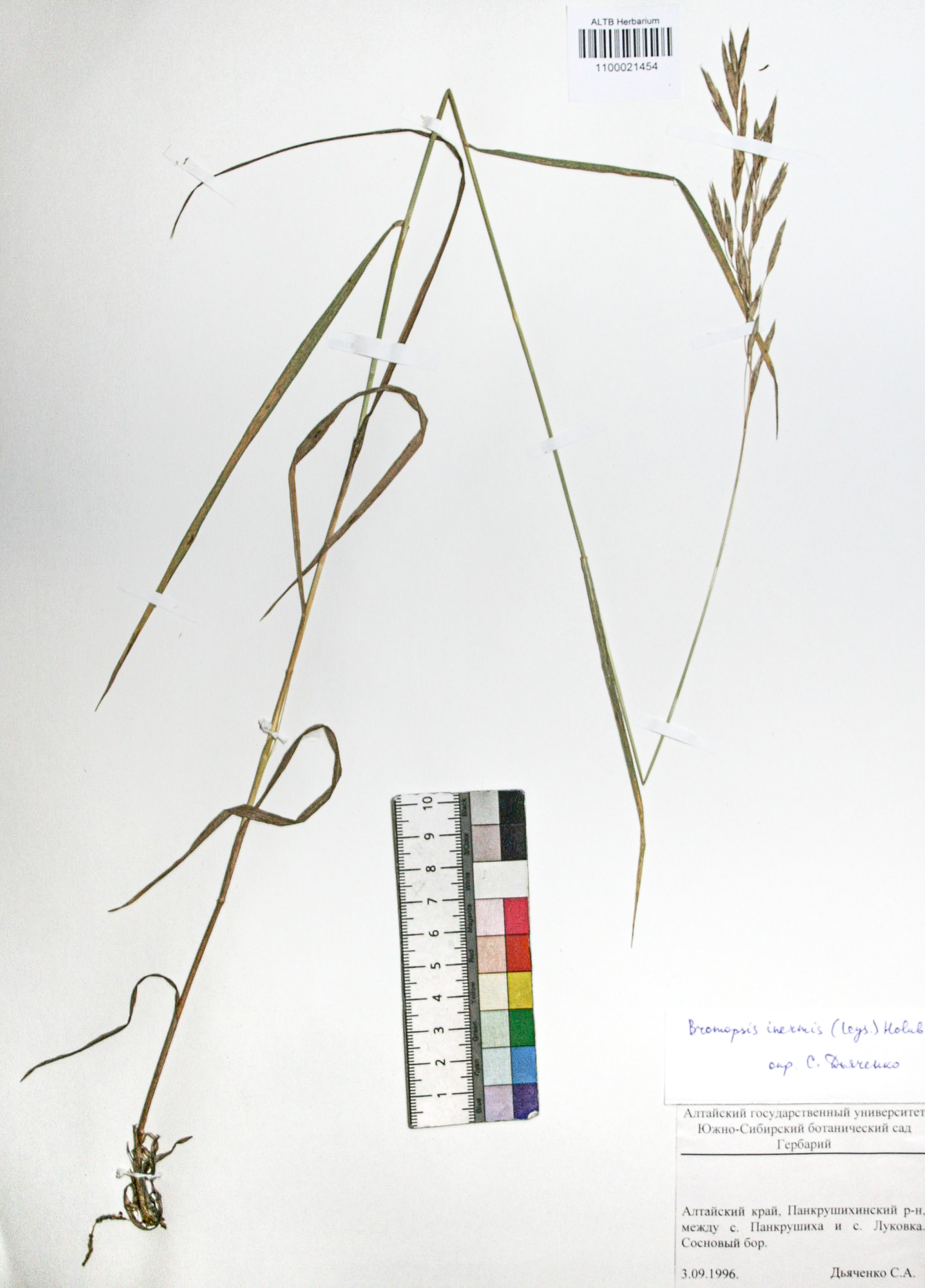 Bromopsis inermis (Leyss.) Holub. 