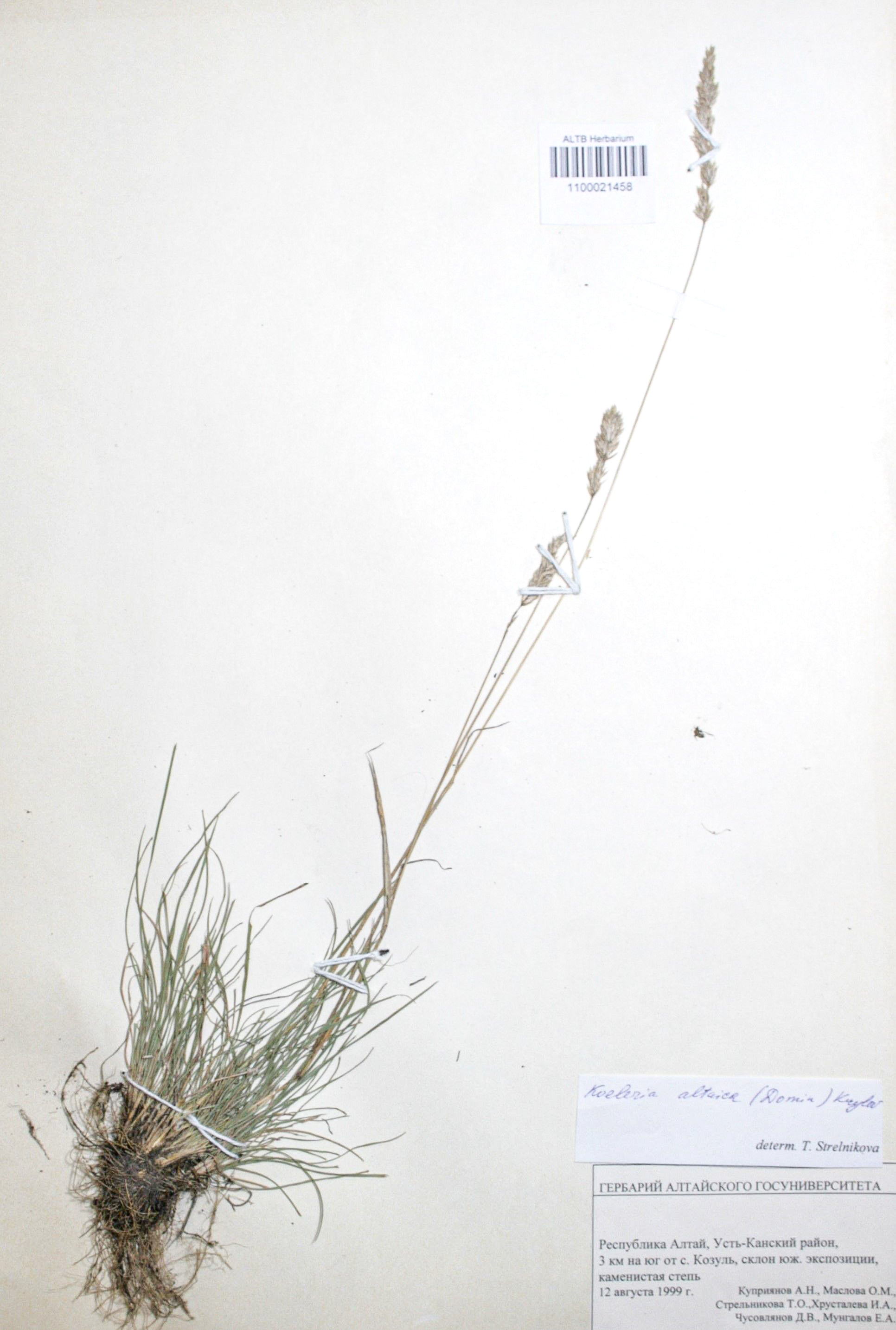 Koeleria altaica (Domin) Krylov
