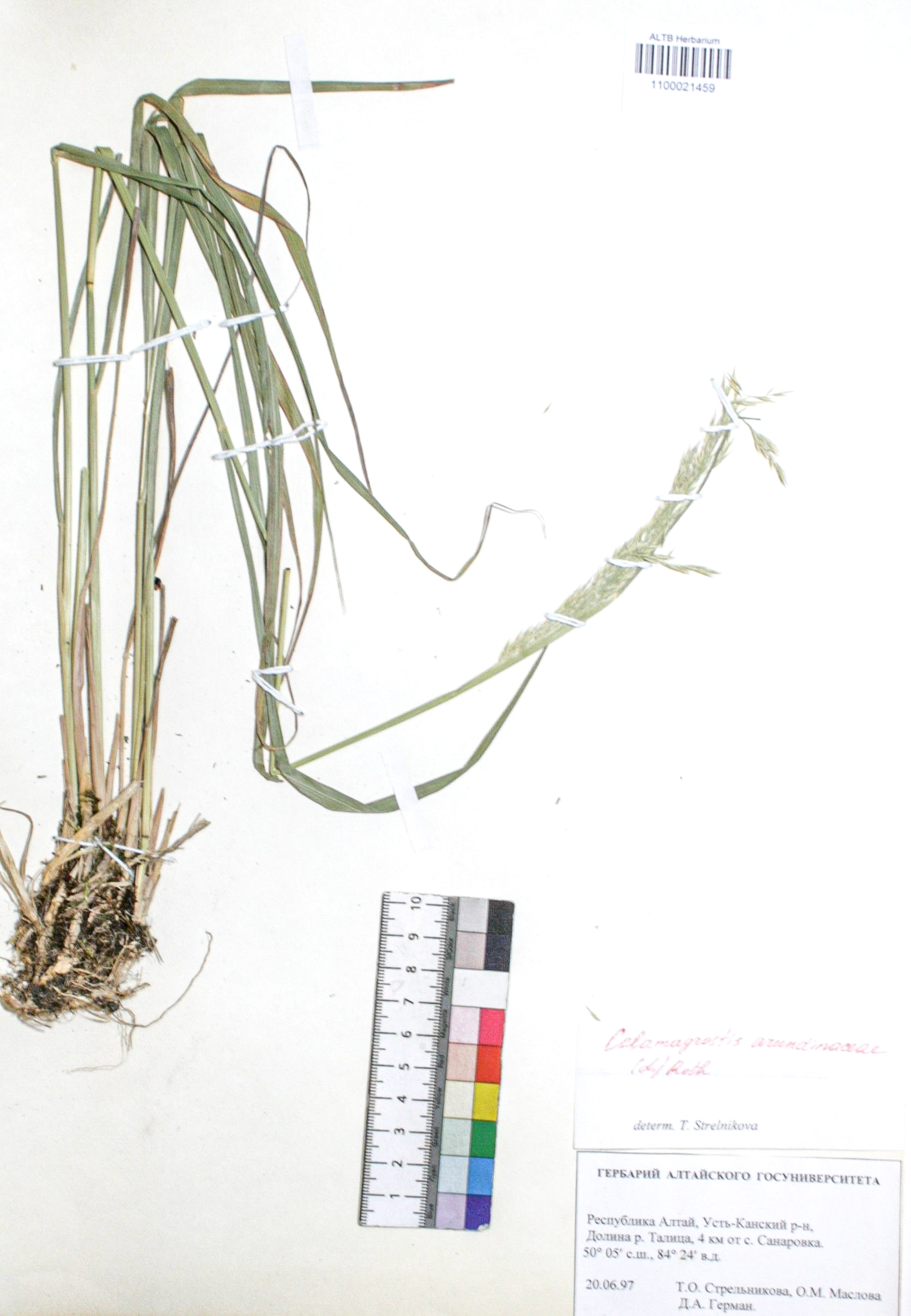 Calamagrostis arundinacea (L.) Roth