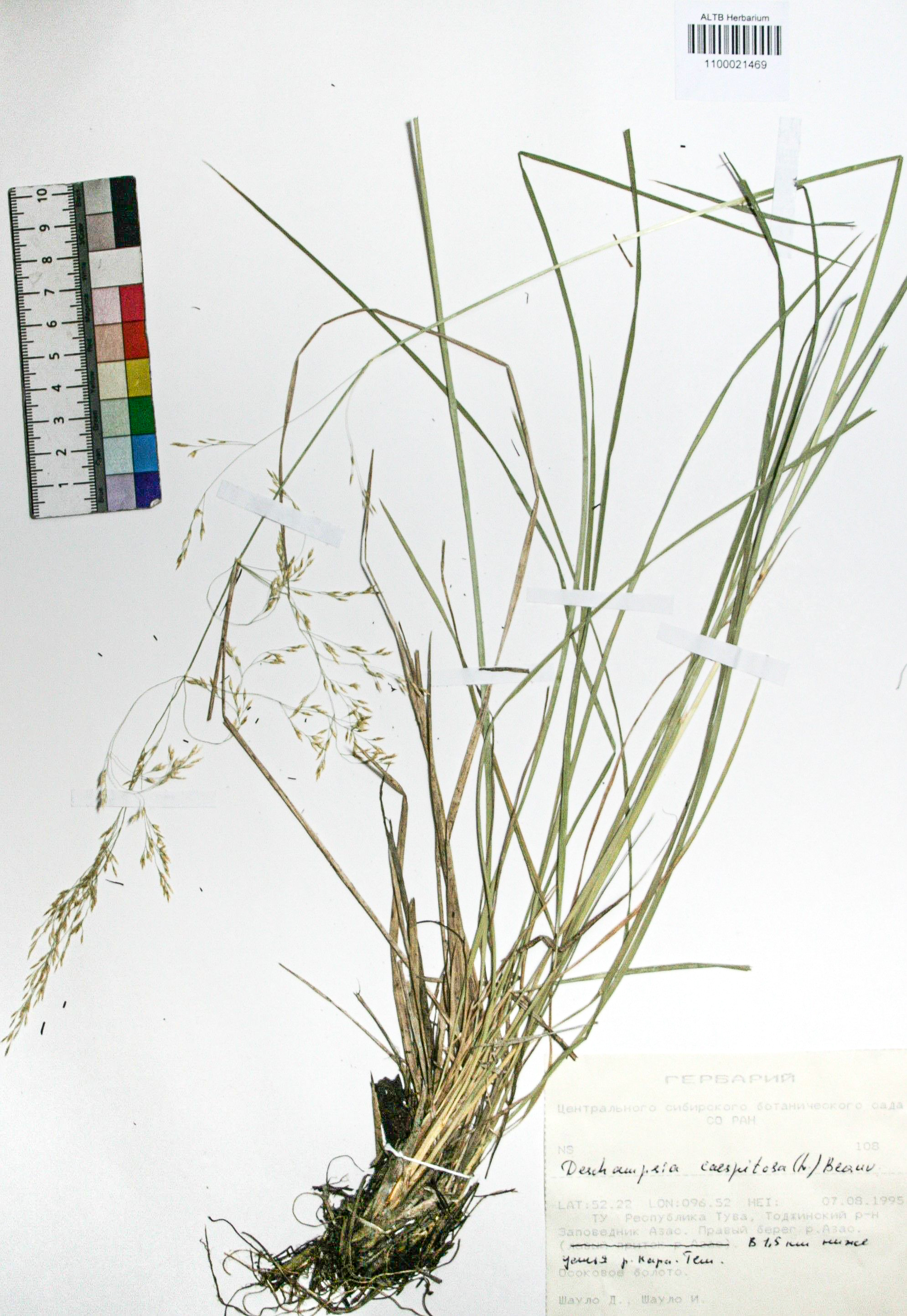 Deschampsia caespitosa (L.) Beauv.