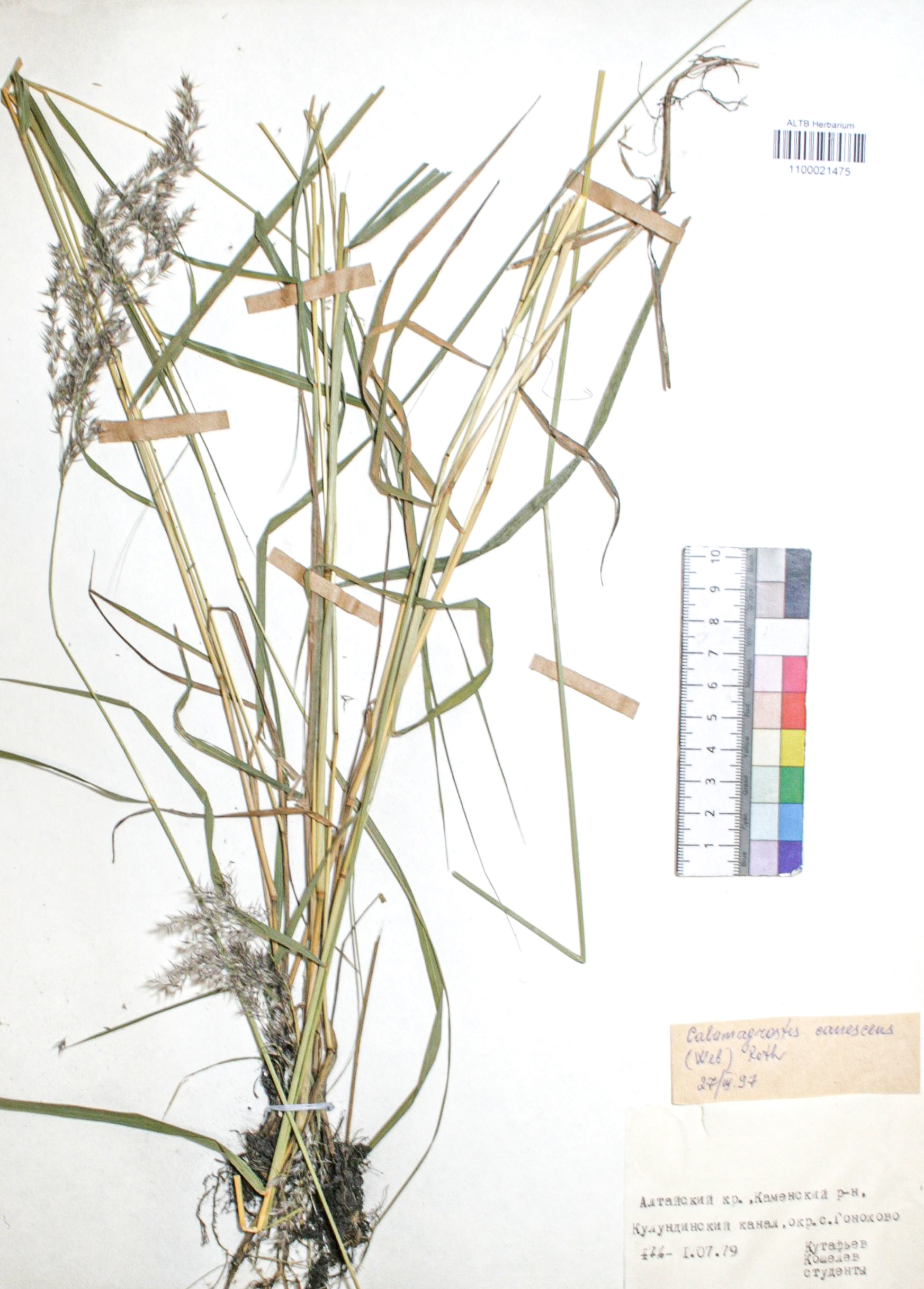 Calamagrostis canescens (Web.)  Roth.