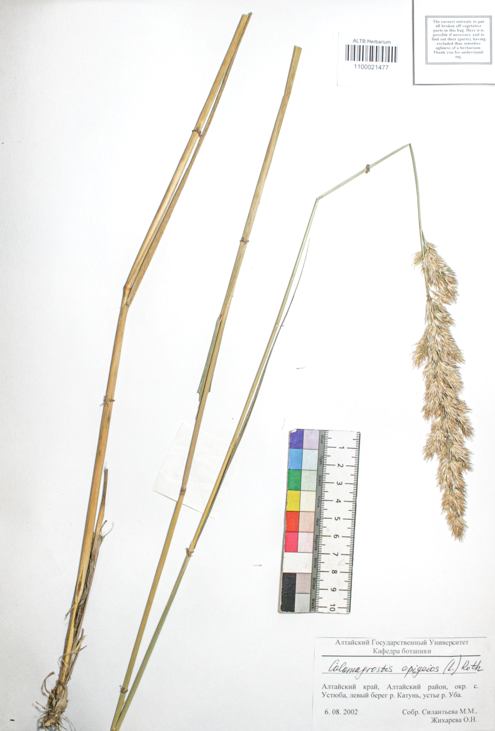 Calamagrostis epigejos (L.) Roth
