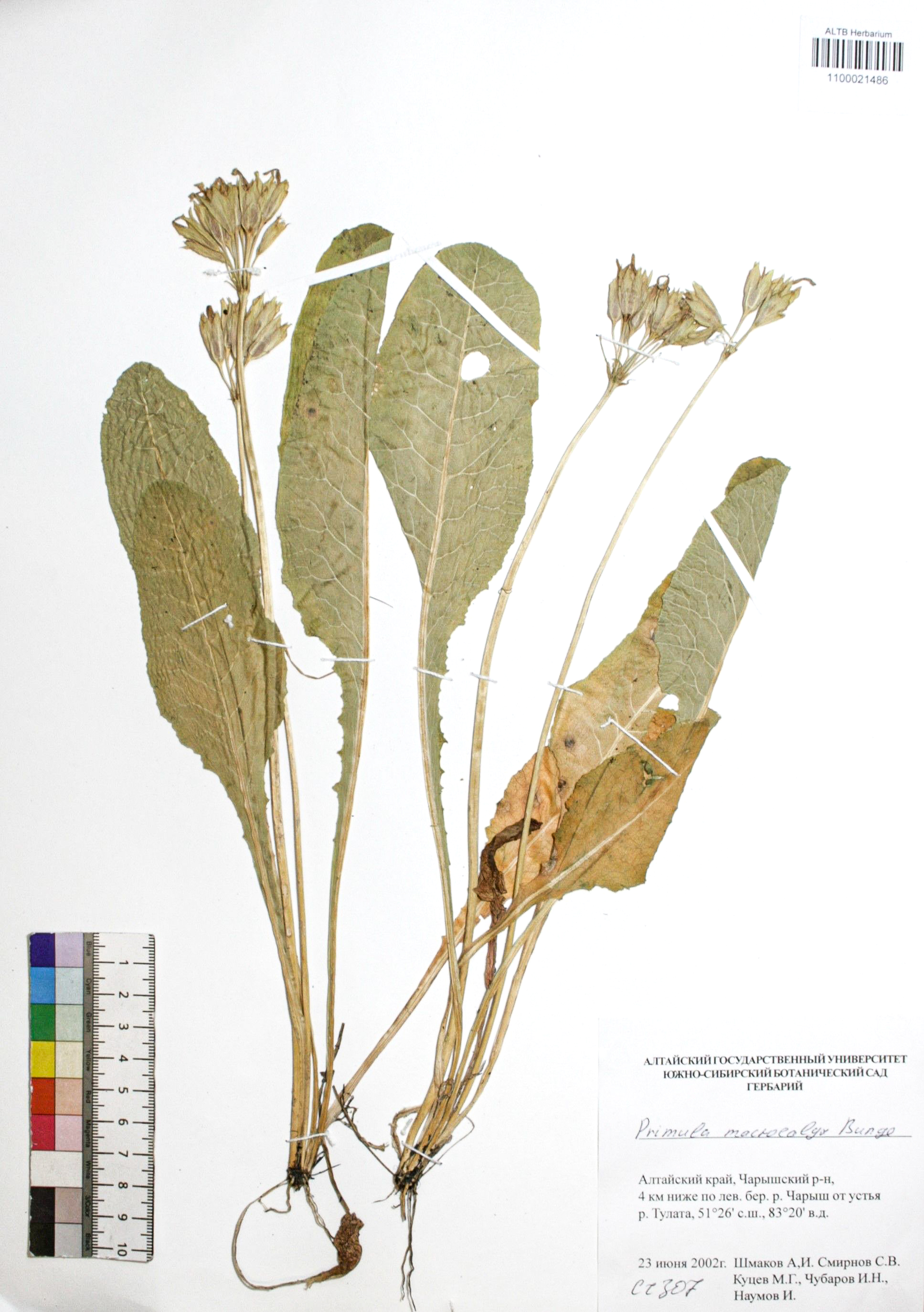 Primula macrocalyx Bunge
