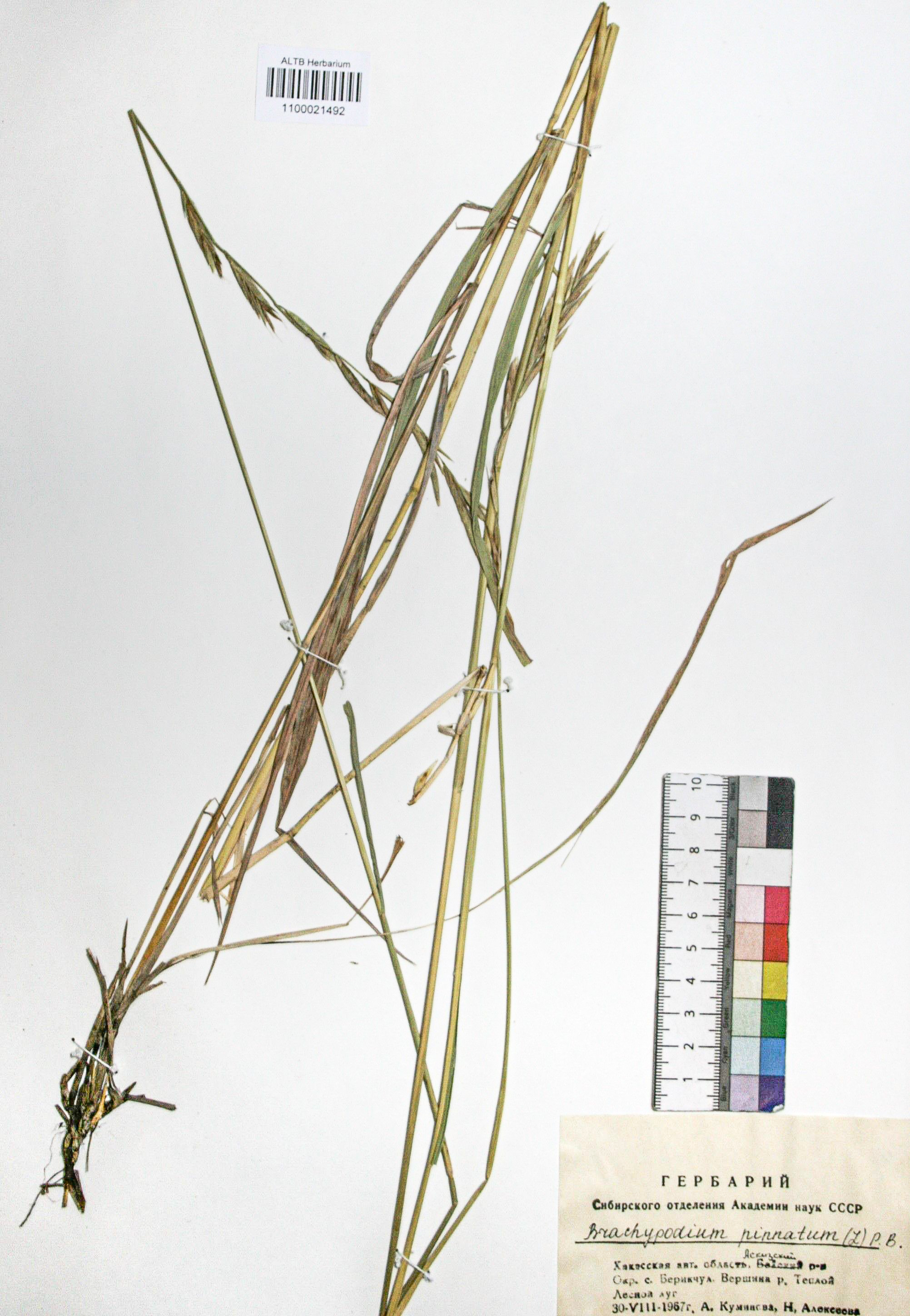 Brachypodium pinnatum (L.) Beauv. 