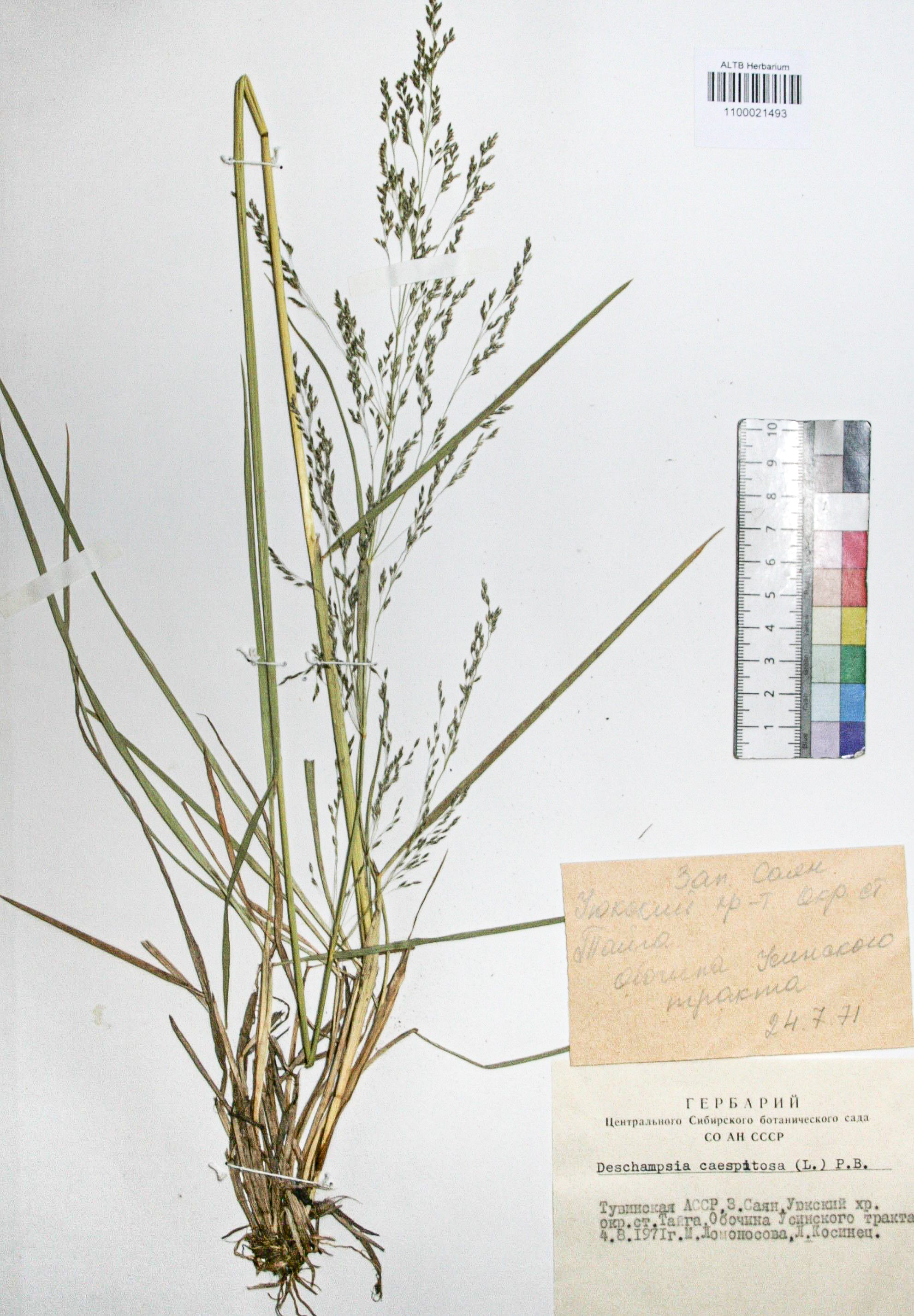 Deschampsia caespitosa (L.) Beauv.