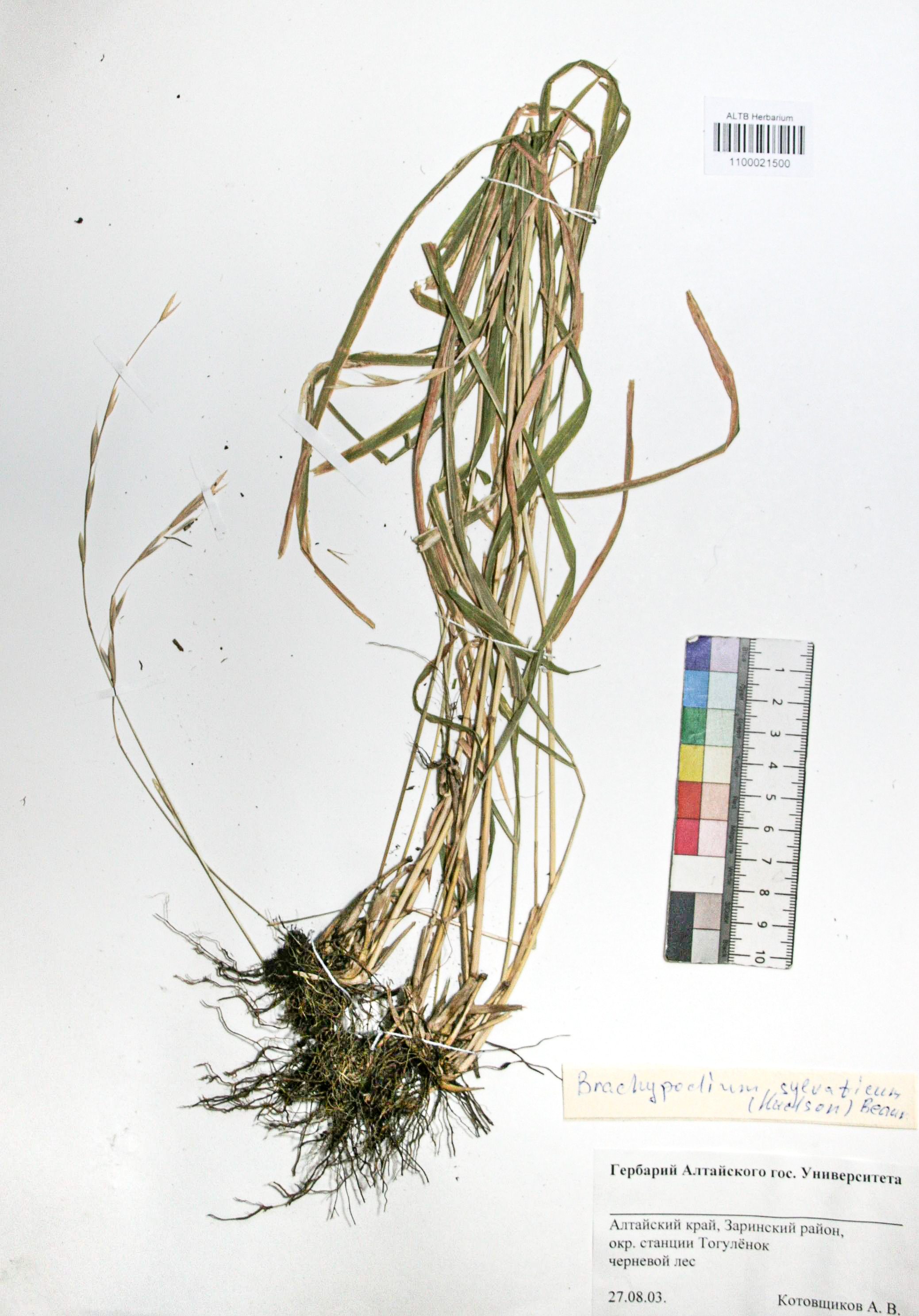 Brachypodium sylvaticum (Huds.) Beauv.