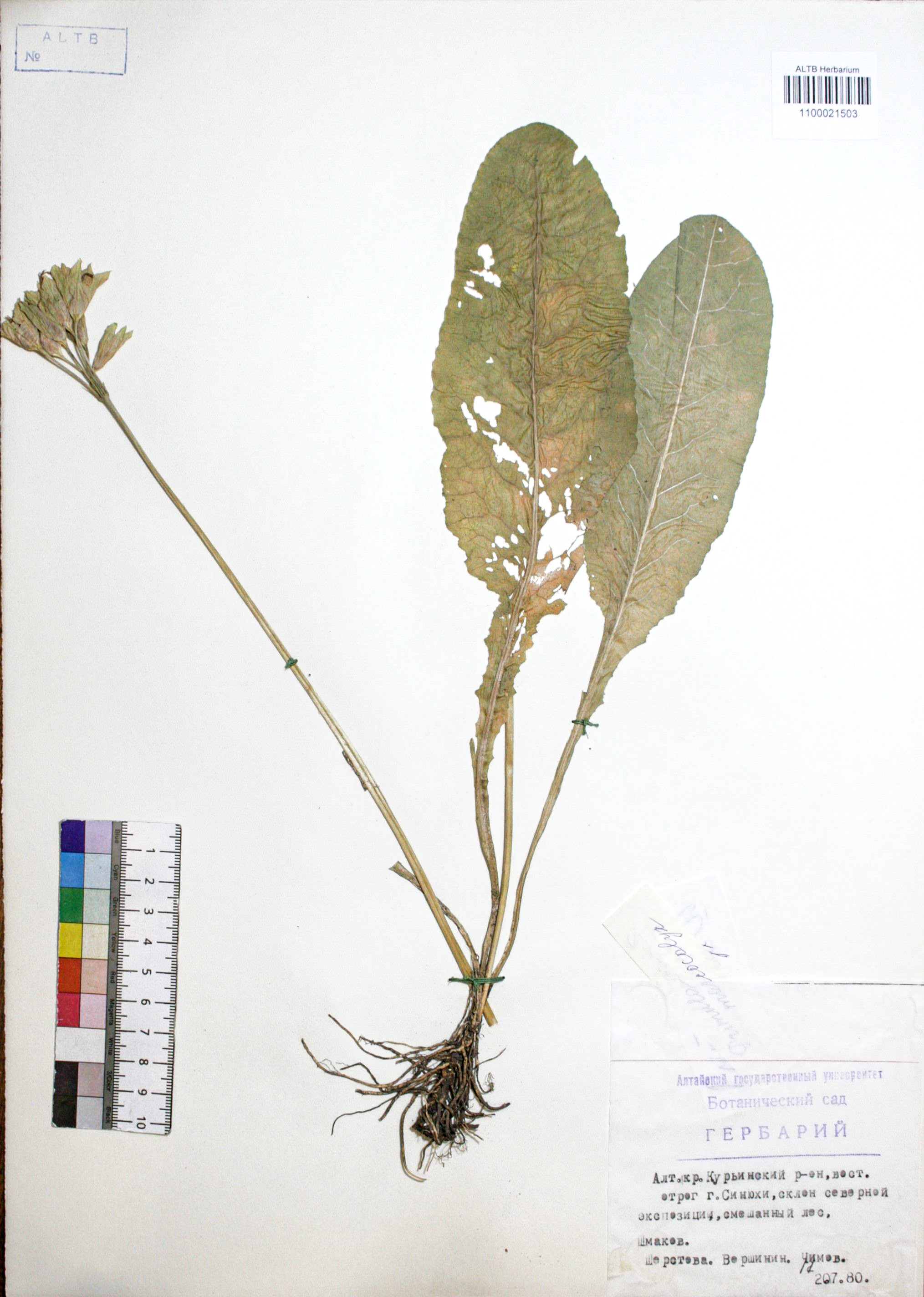 Primula macrocalyx Bunge