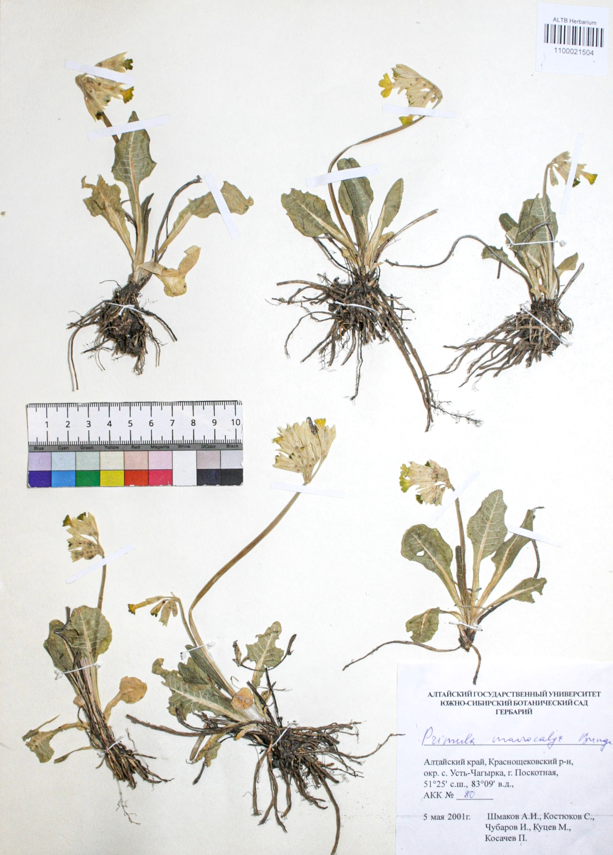 Primula macrocalyx Bunge