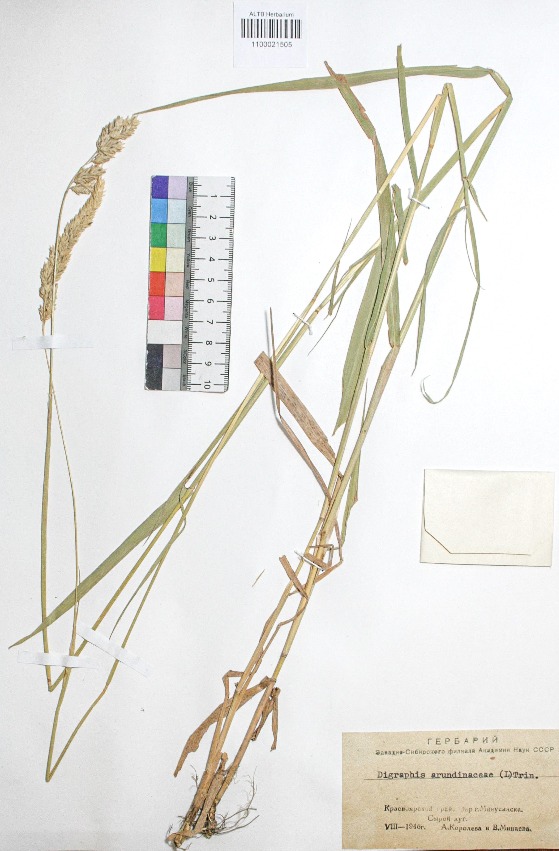 Phalaroides arundinacea (L.) Rausch